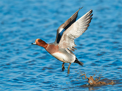 Pic: Richard Bedford / Alamy