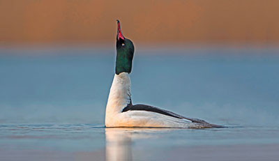 Pic: imageBROKER / Alamy