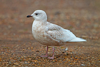 Pic: George Reszeter / Alamy