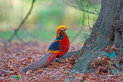 Pic: Mike Lane / Alamy