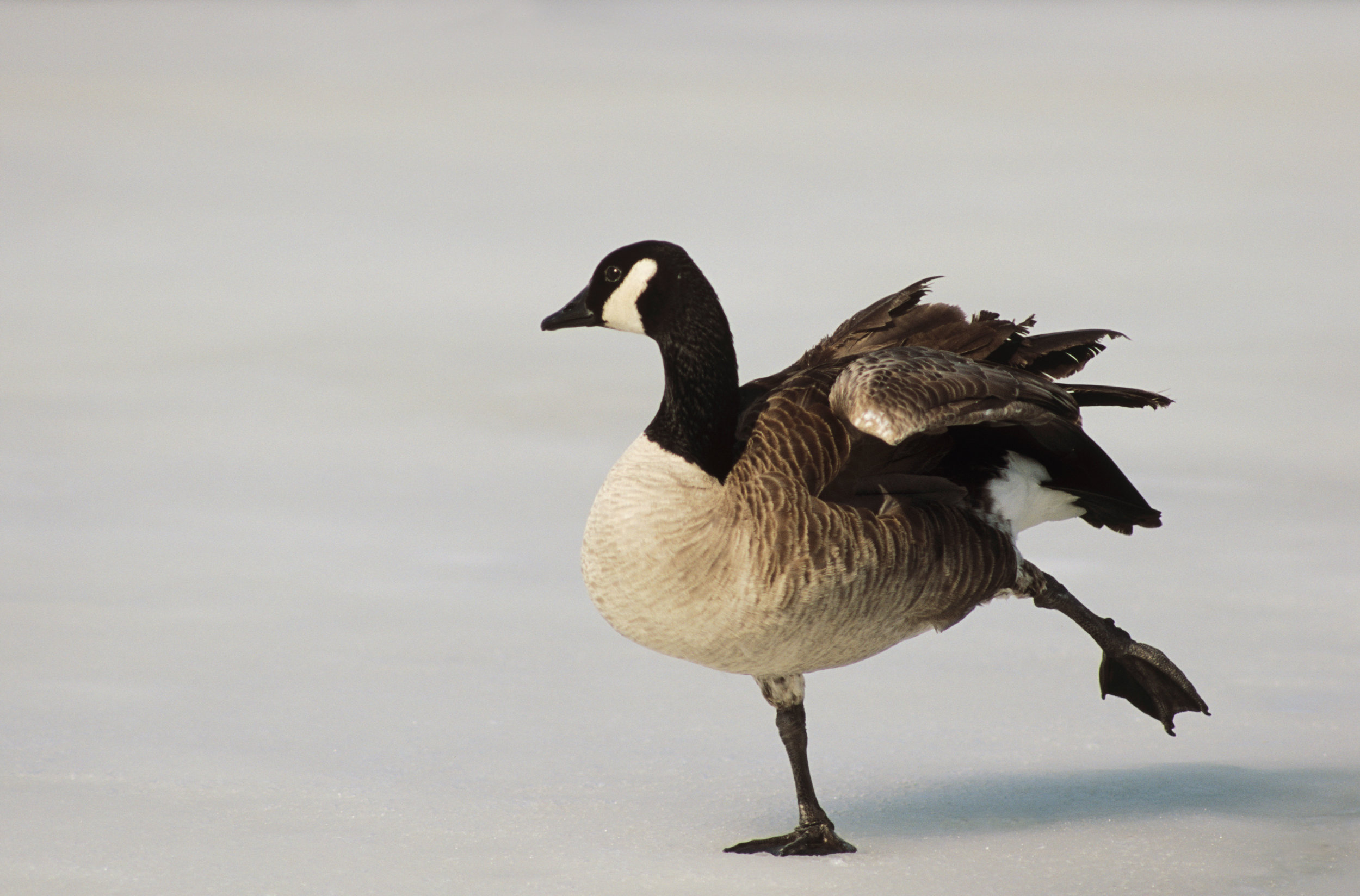 Canada Goose