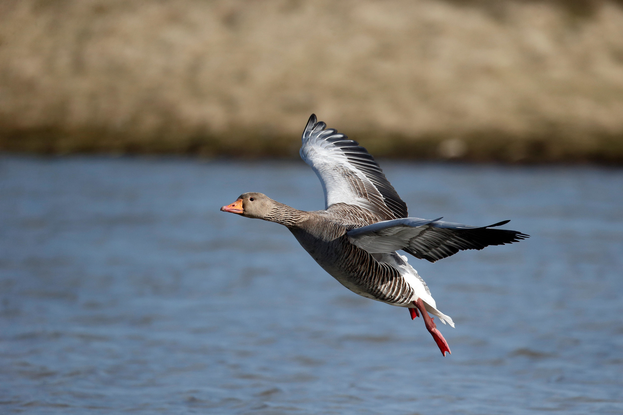 Greylag Goose