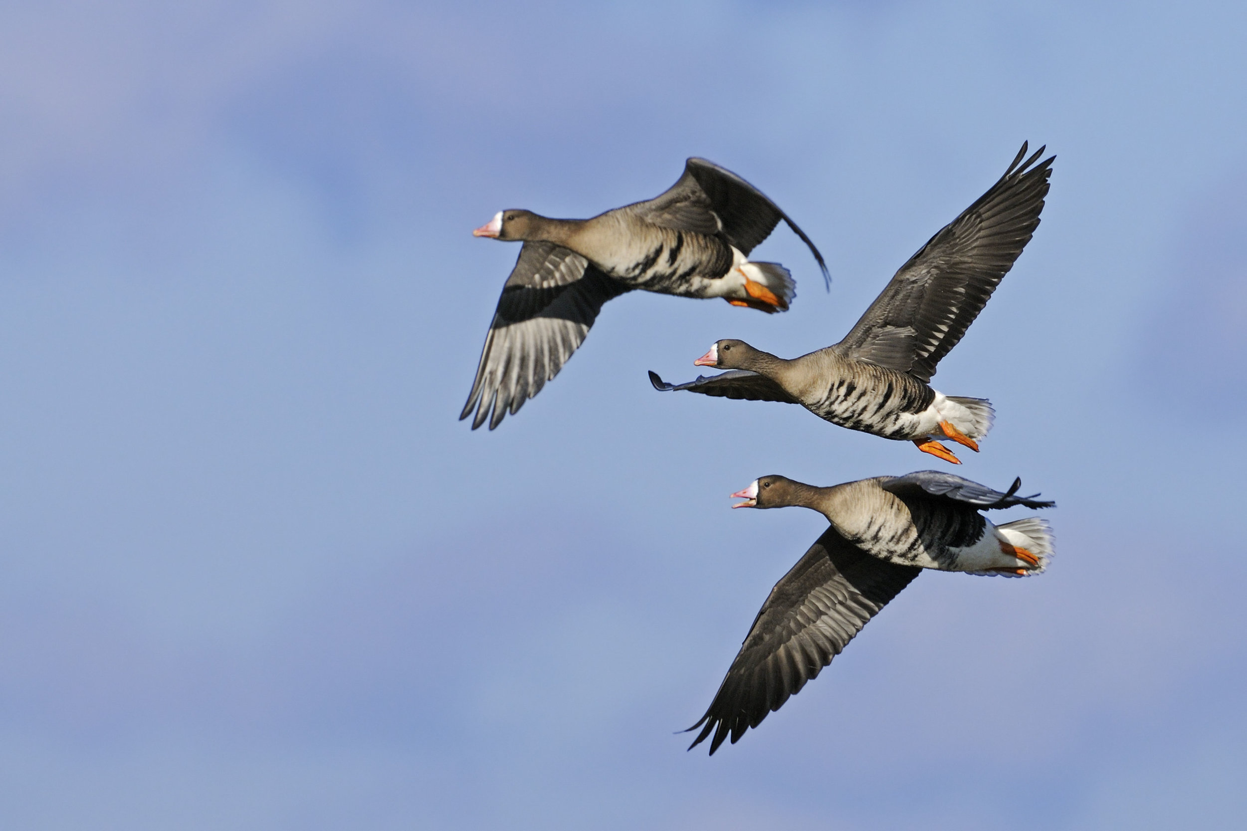 European White-fronted Geese