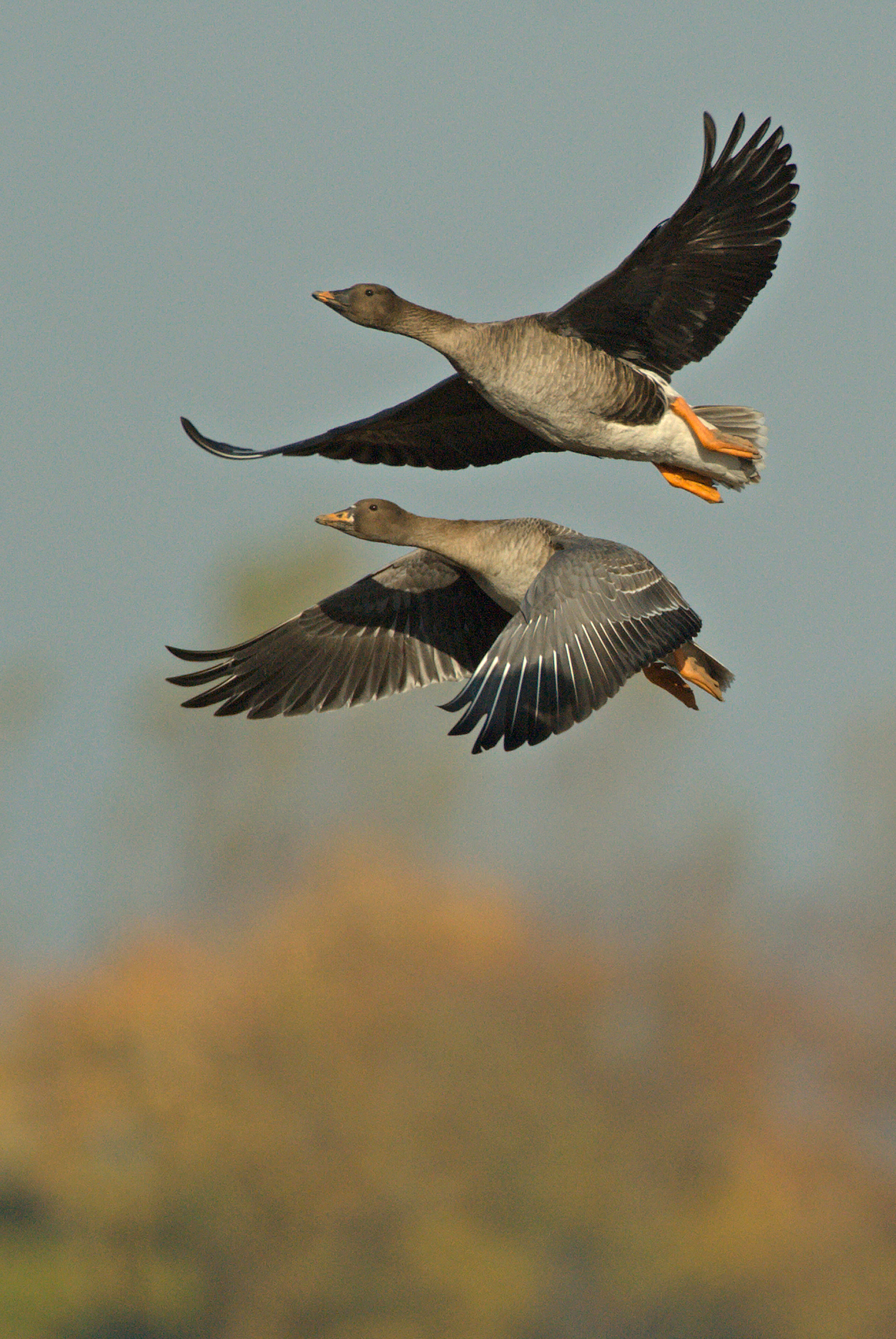Tudra Bean Geese