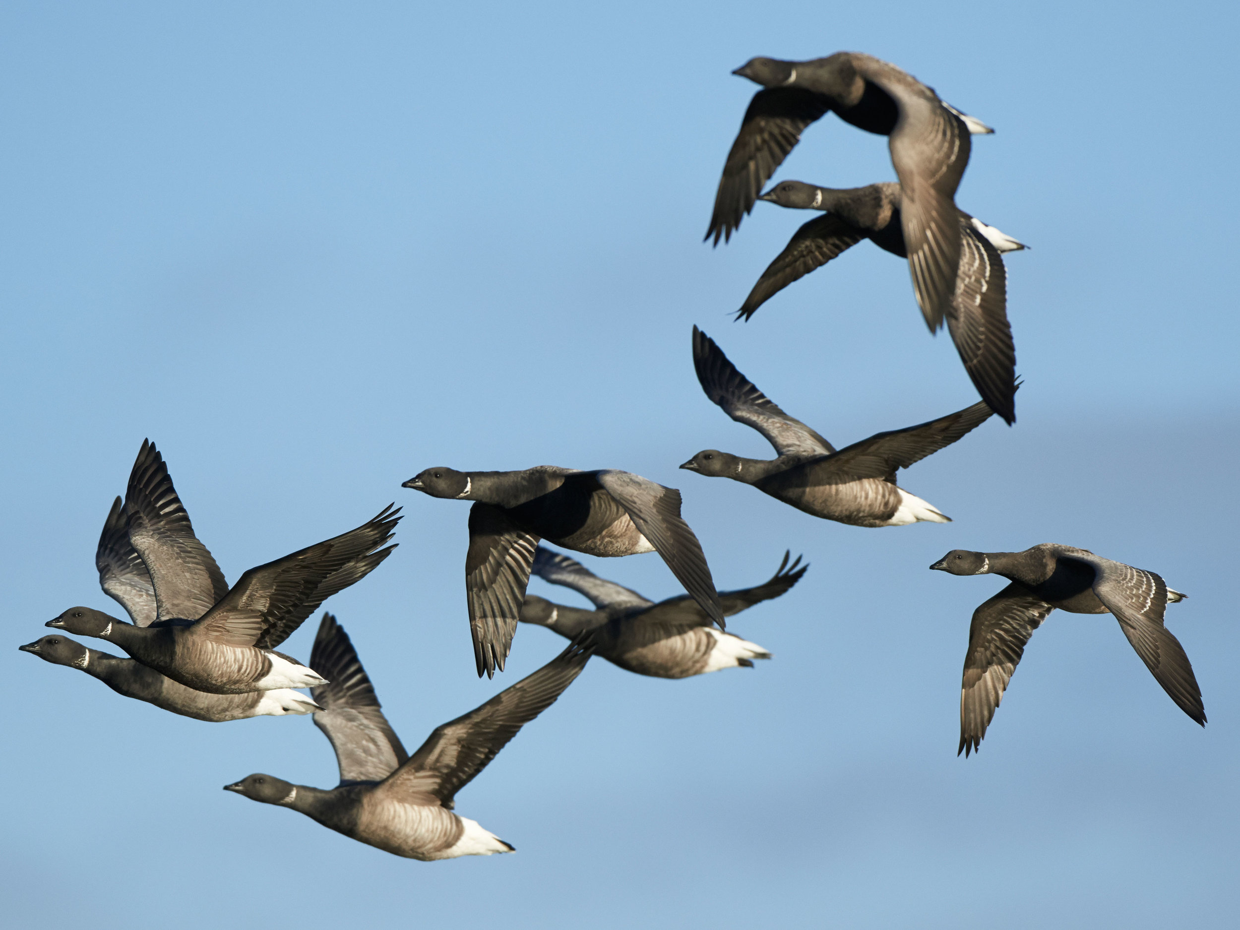 Dark-bellied Brent Geese