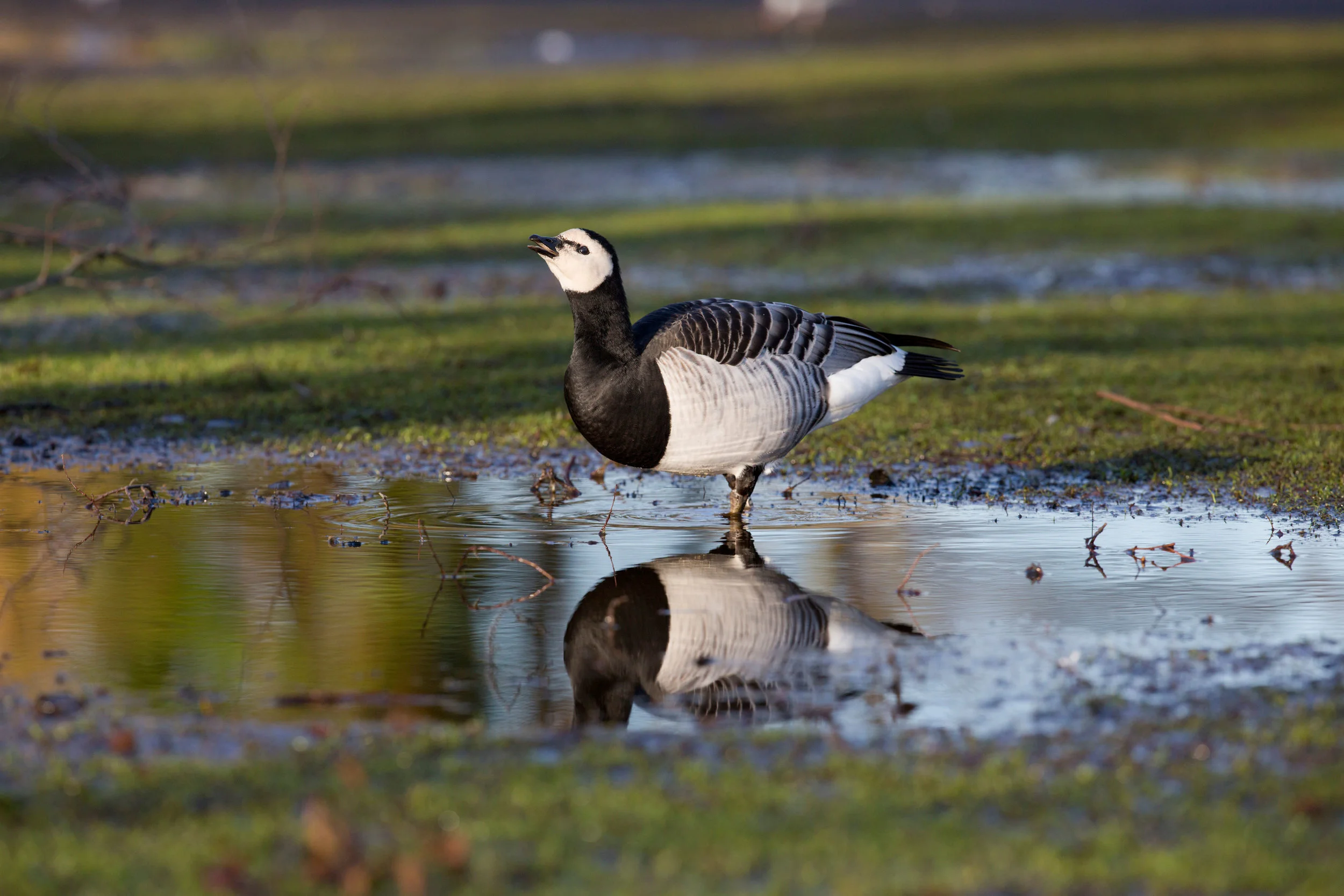 Barnacle Goose