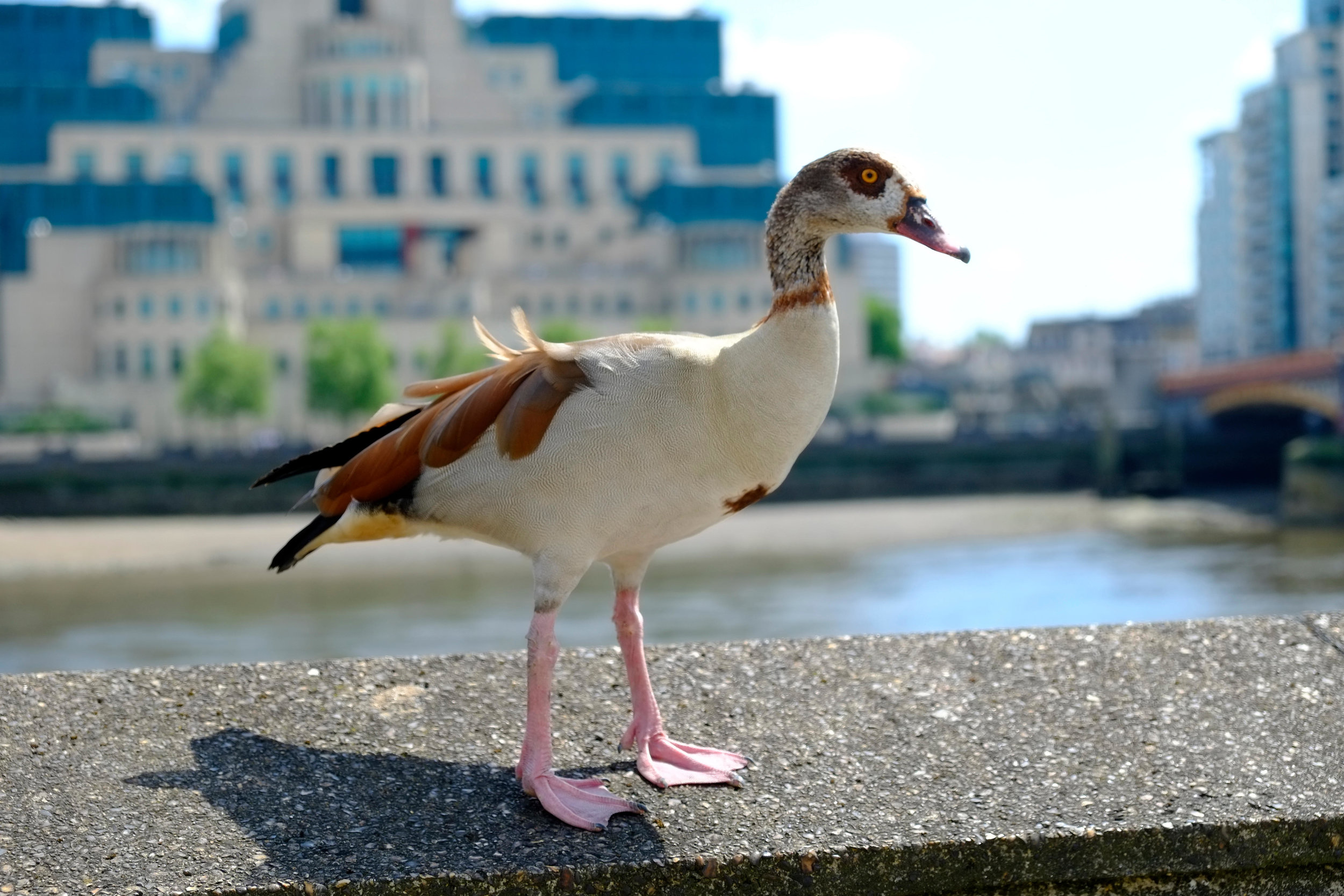 Egyptian Goose