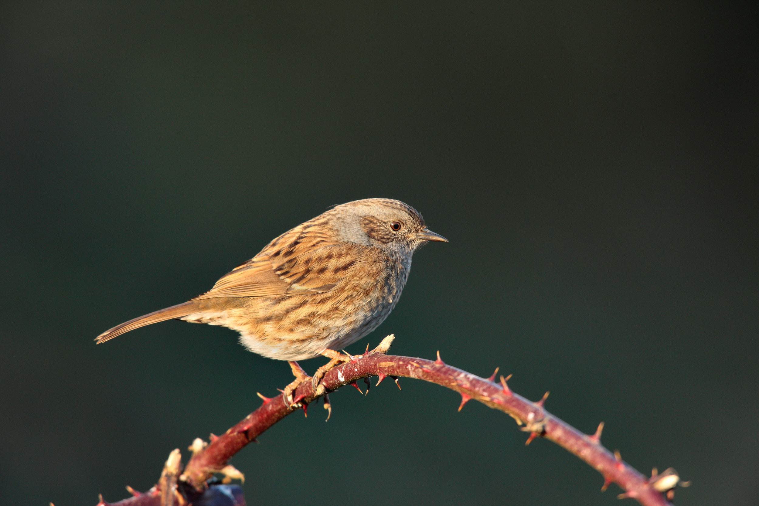 Dunnock