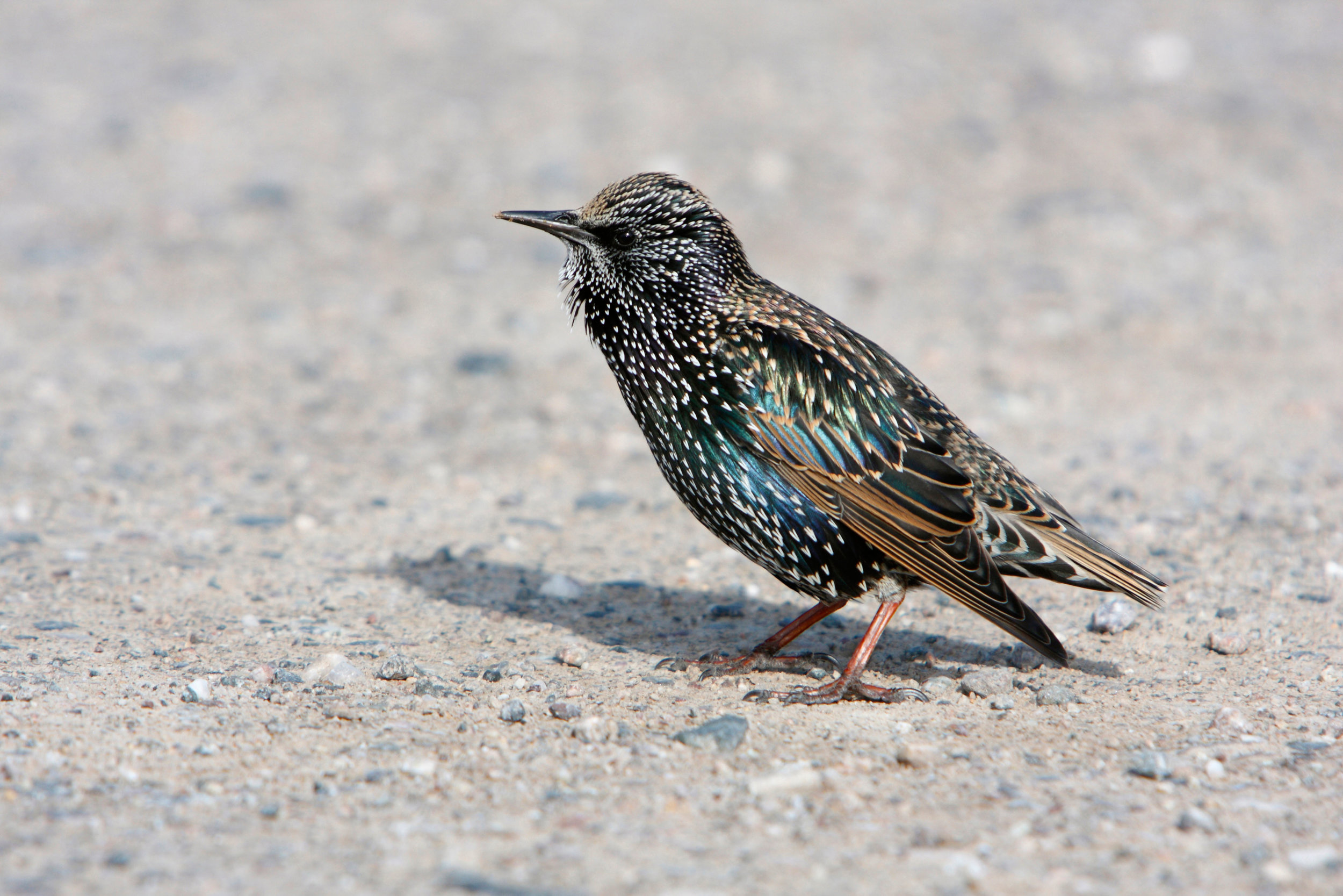 Starling