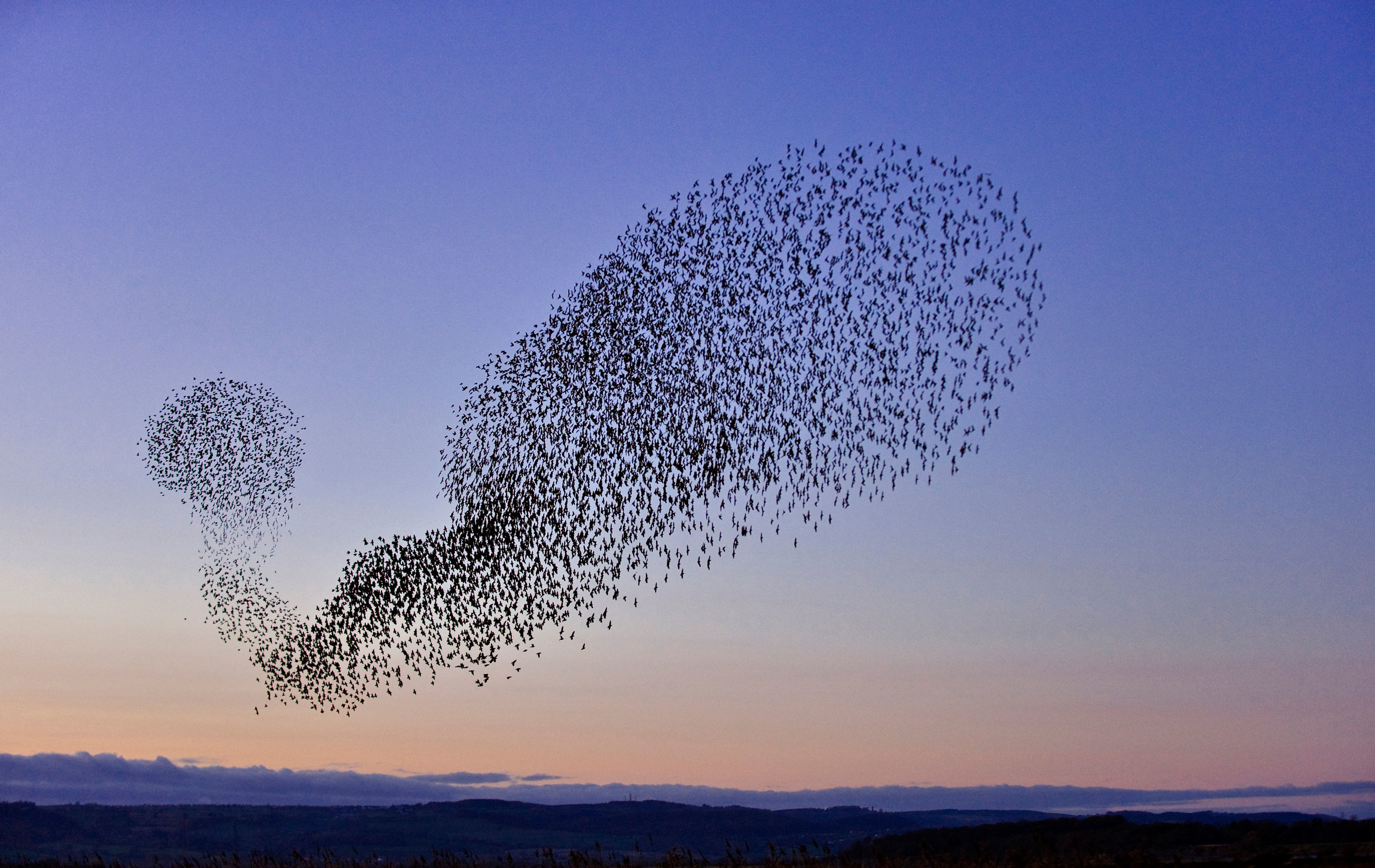 Starling 'murmuration': a mass roosting manoeuvre