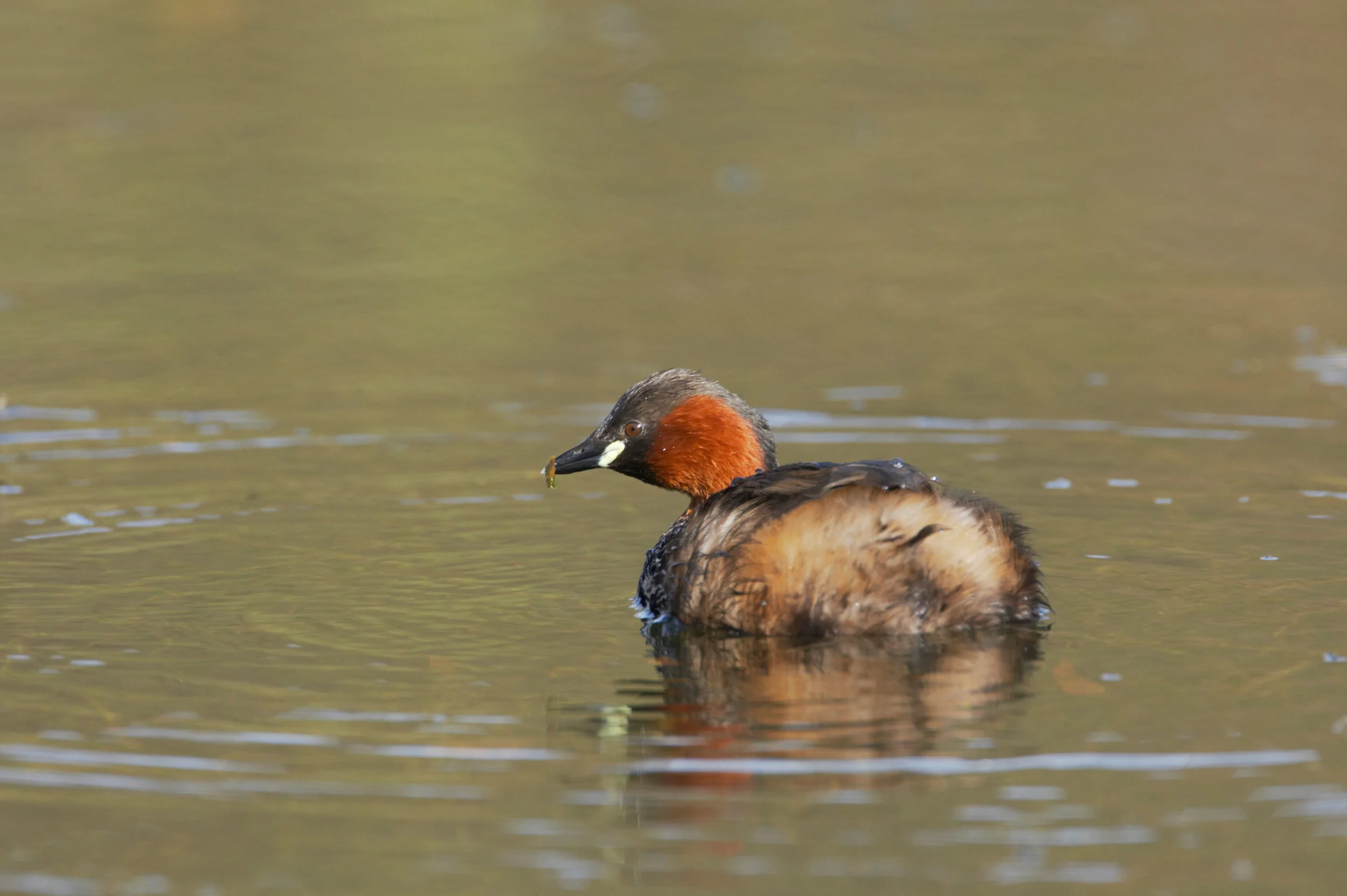 Little Grebe (breeding plumage)