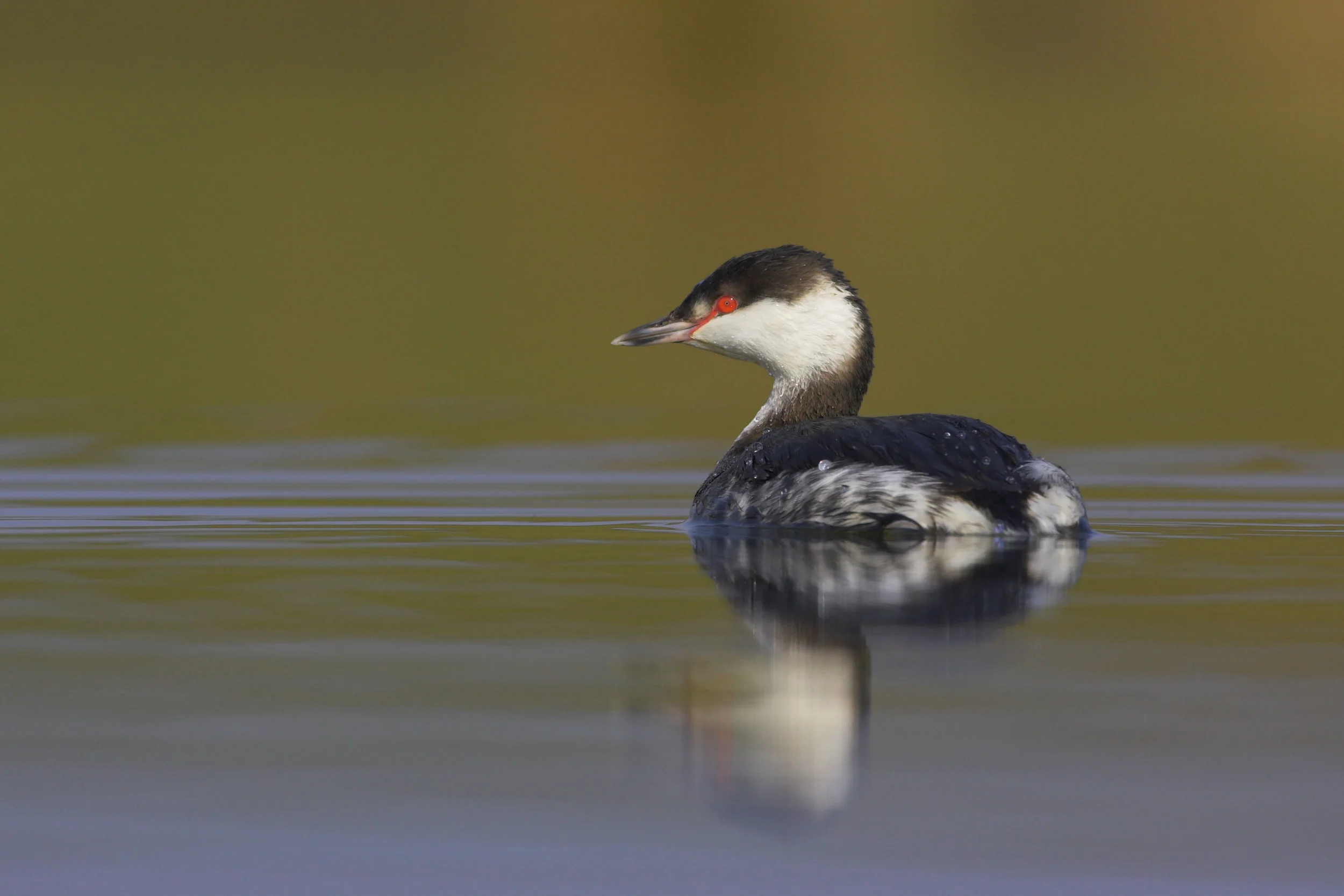Slavonian Grebe (non-breeding)