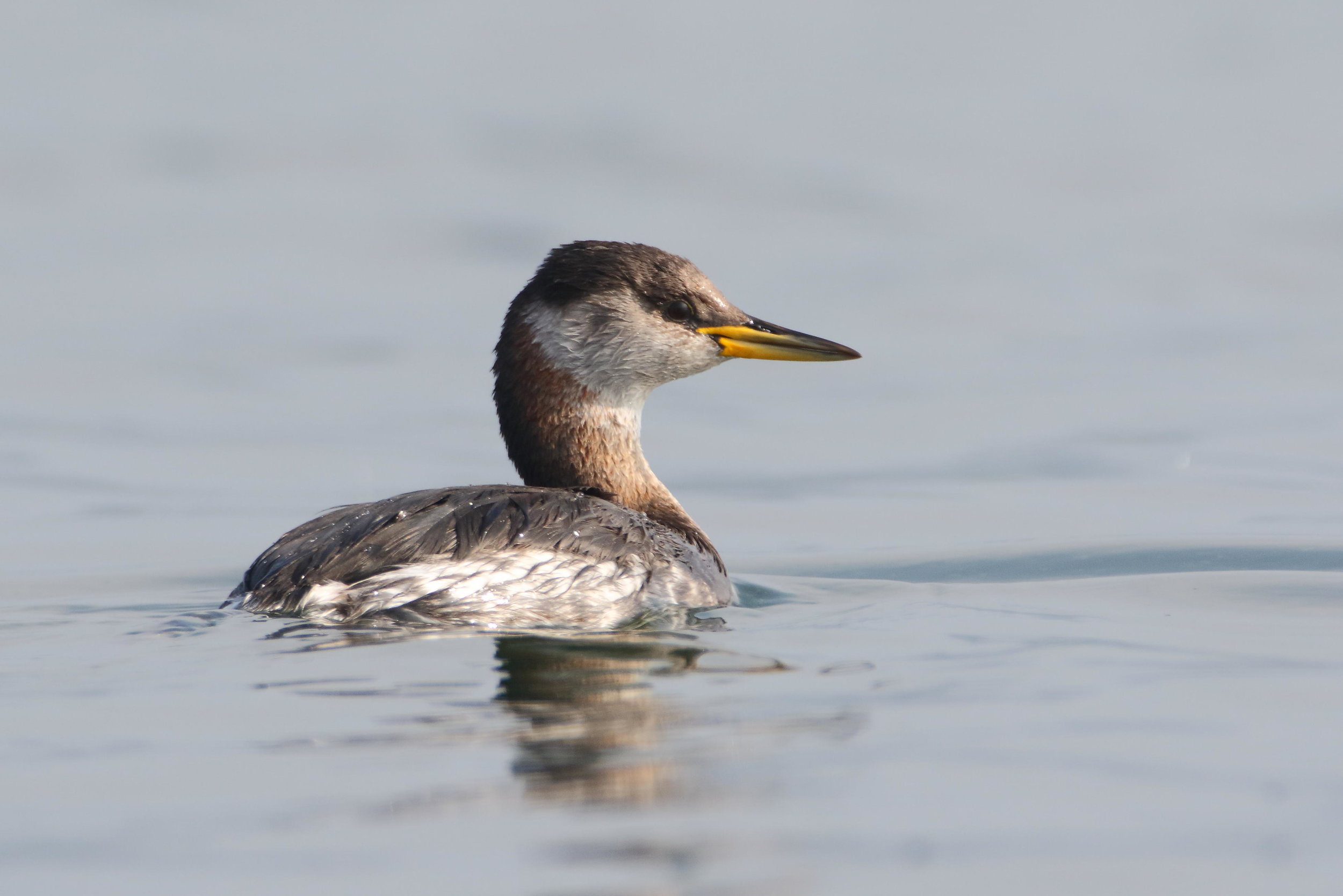Red-necked Grebe (non-breeding)