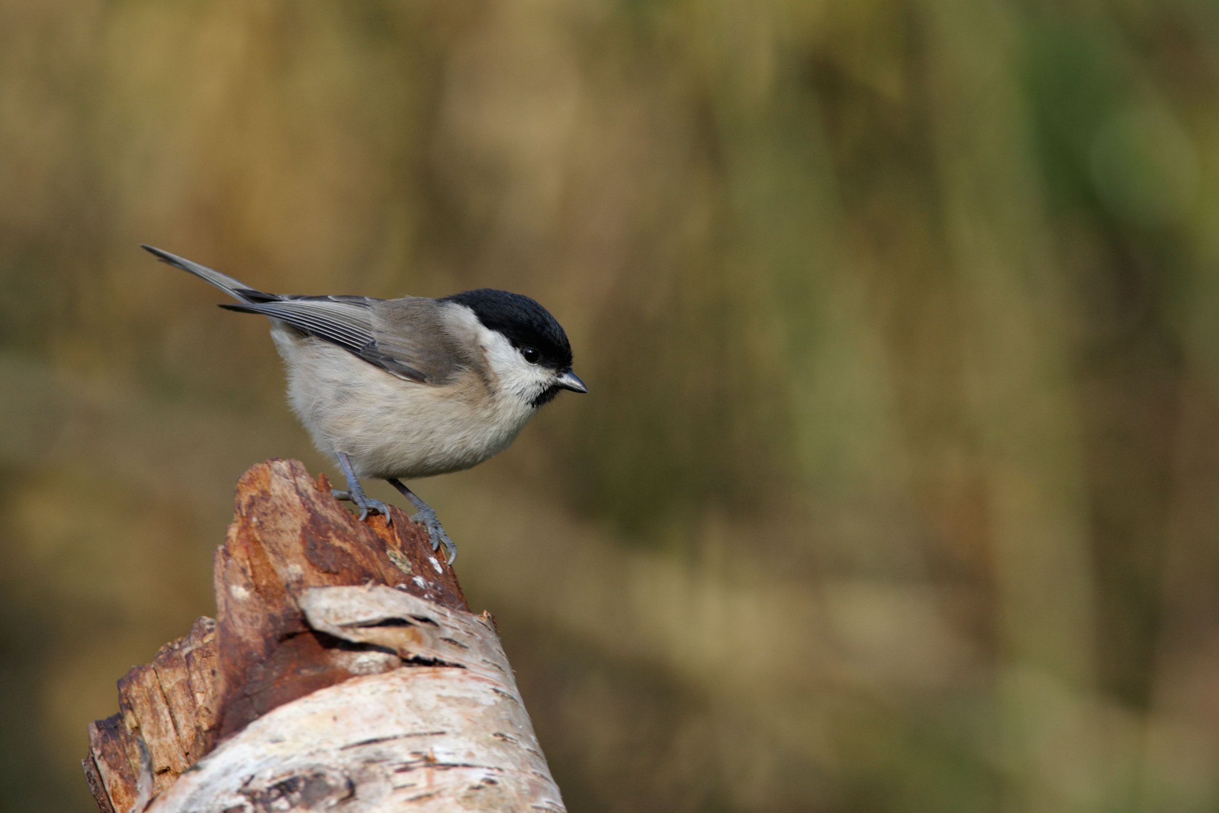 Marsh Tit