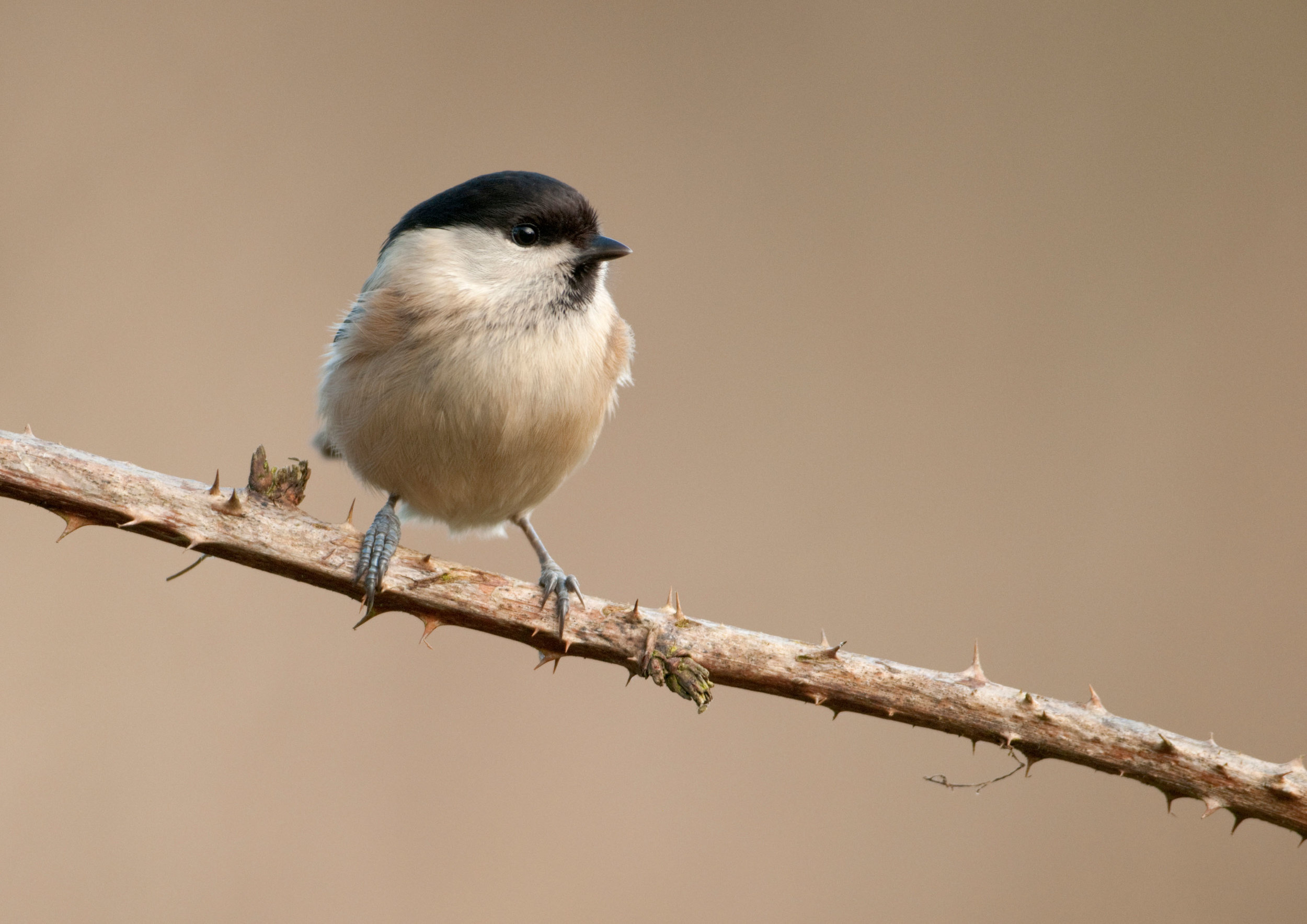 Willow Tit