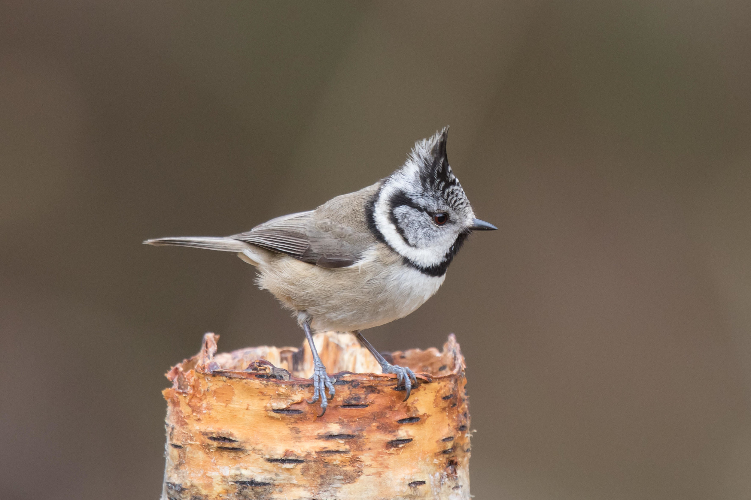 Crested Tit