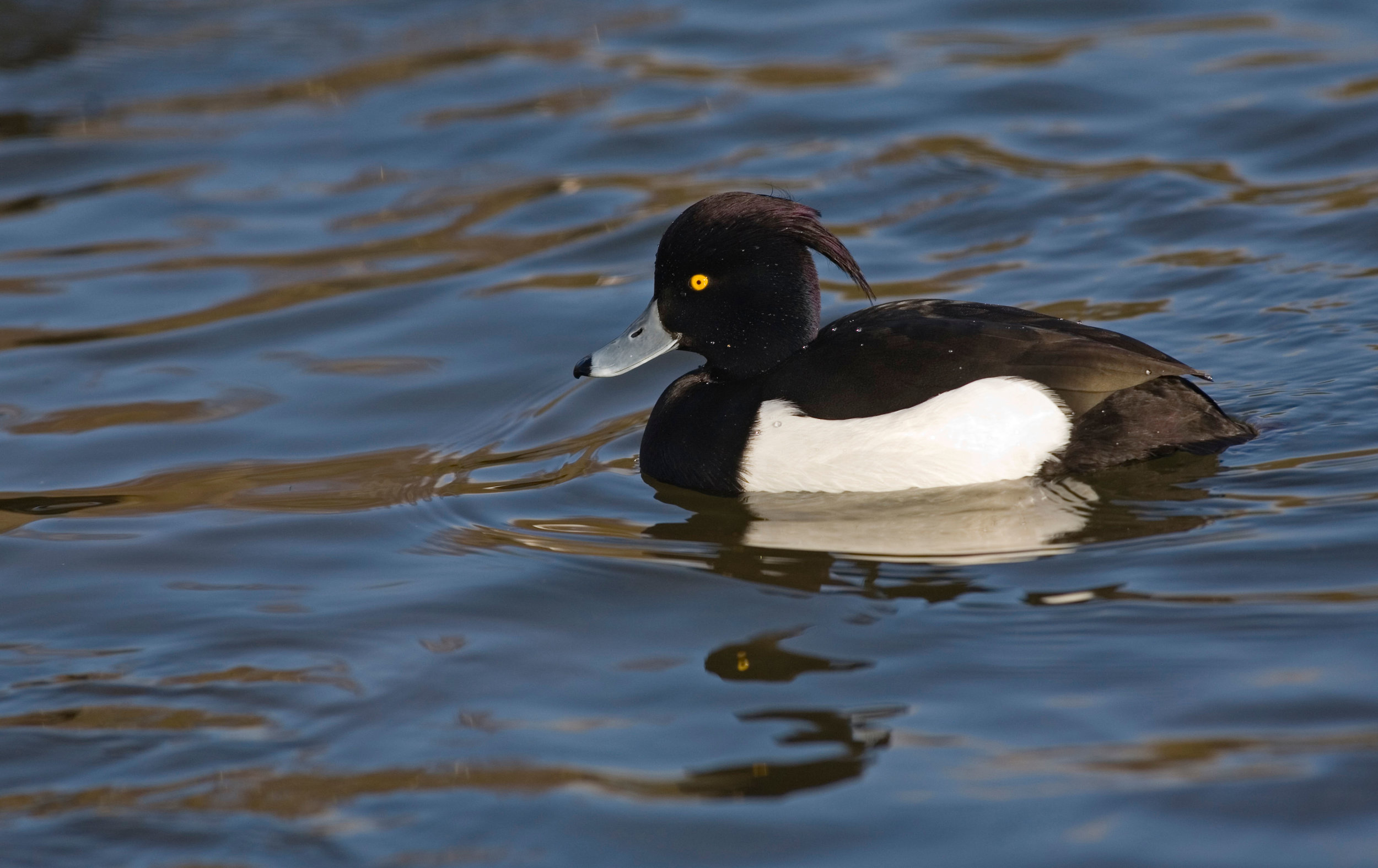 Male Tufted Duck