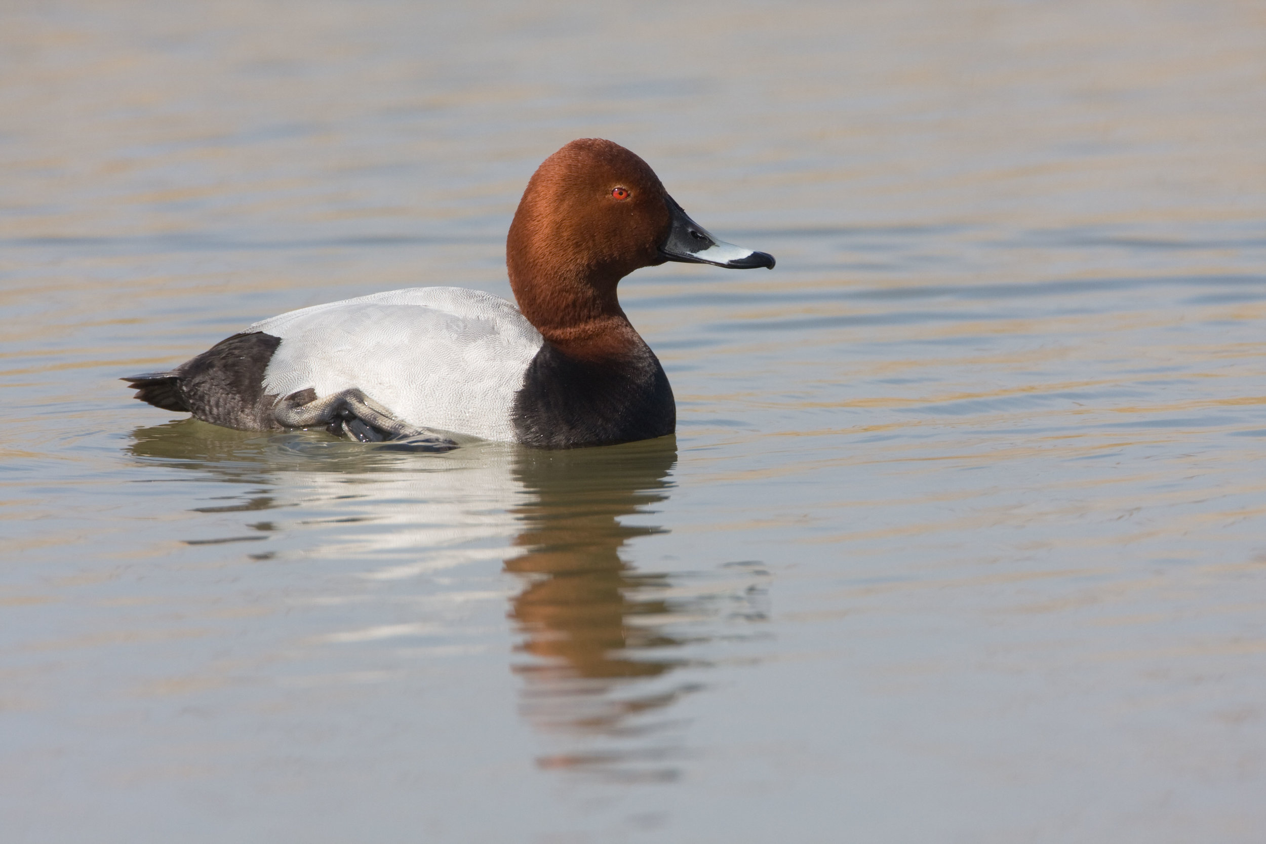 Male Pochard