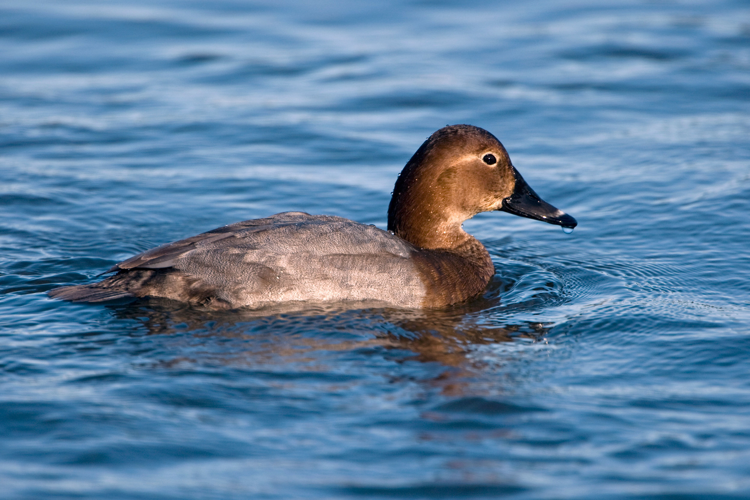 Female Pochard