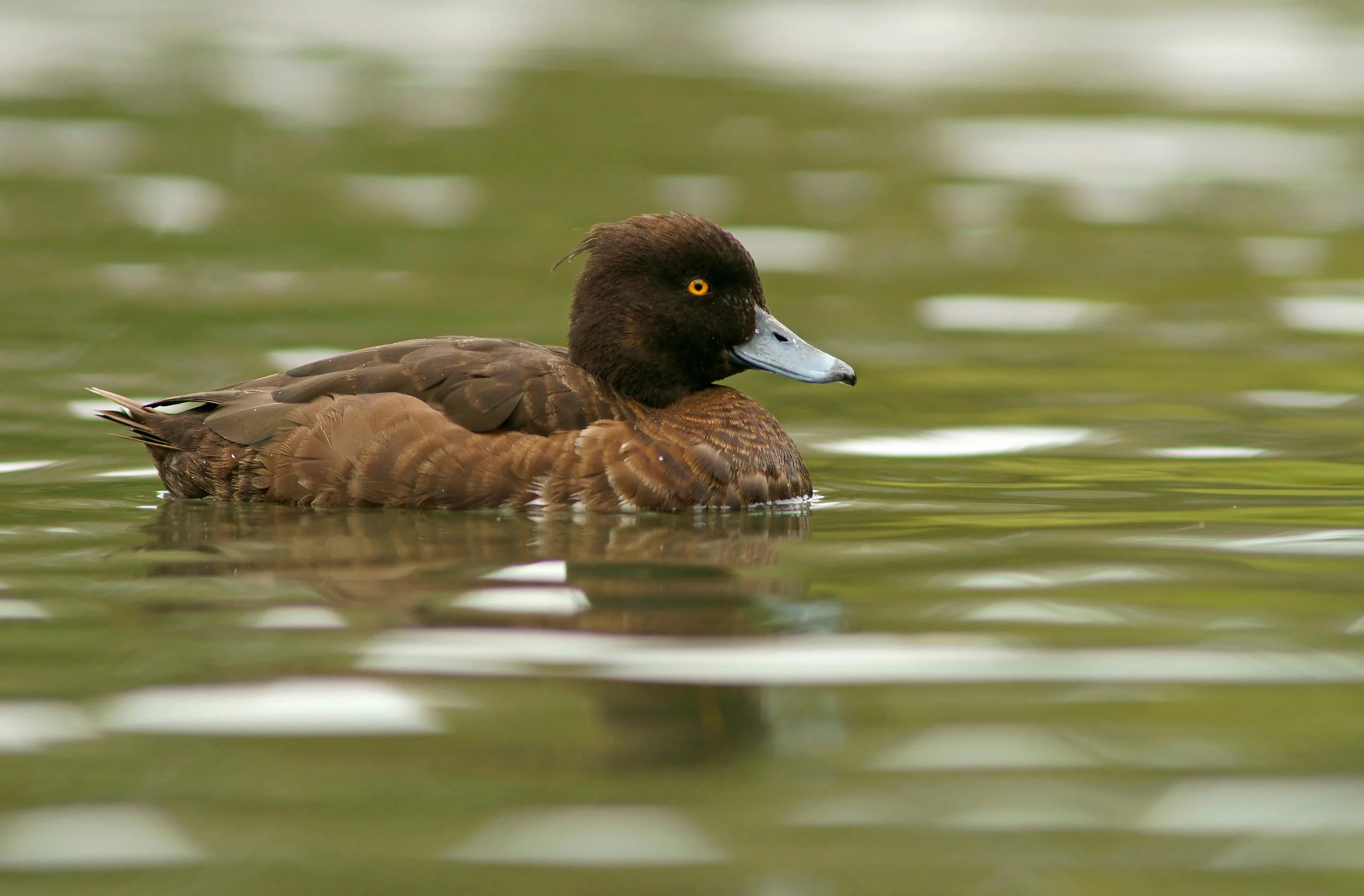 Female Tufted Duck
