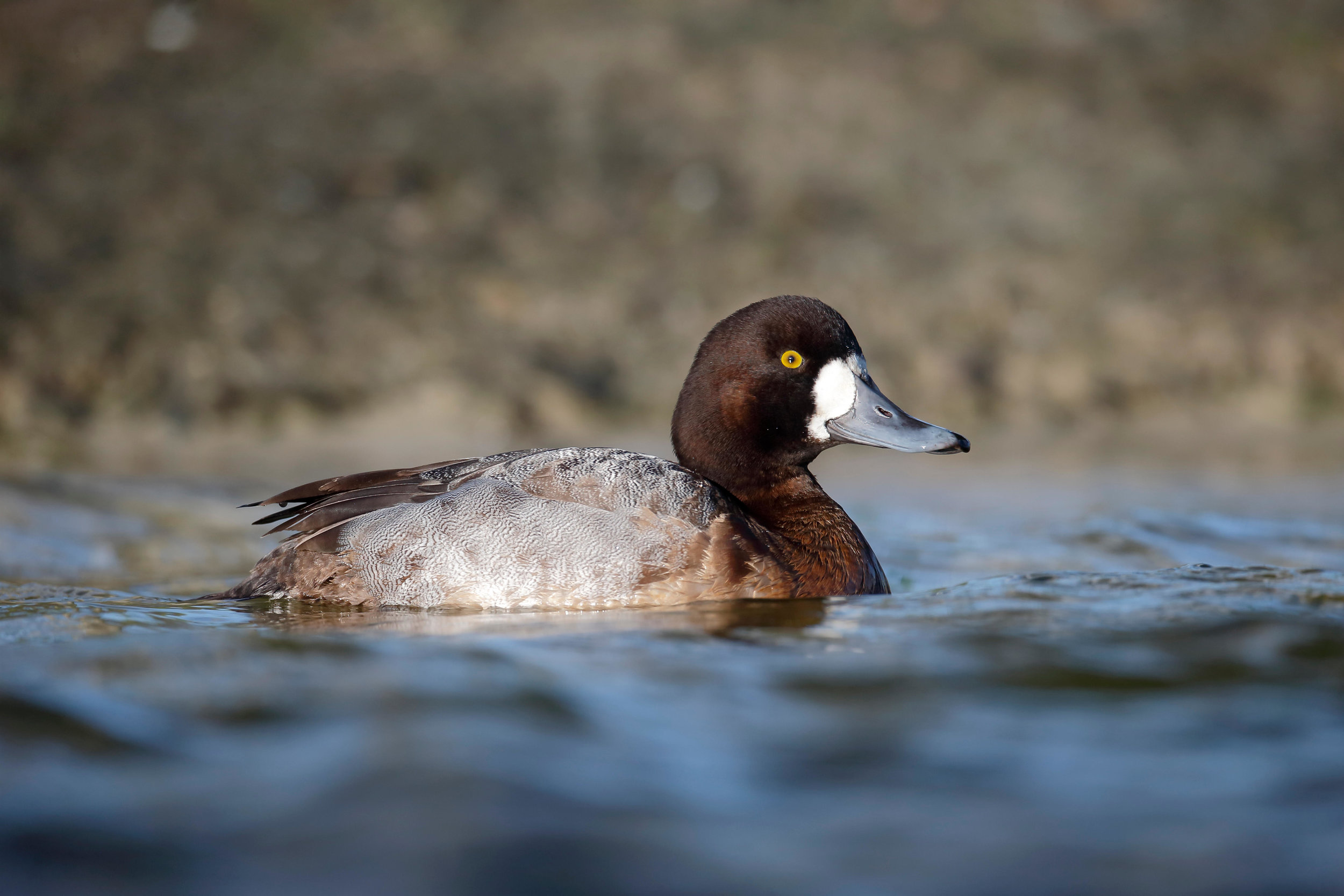 Female Scaup