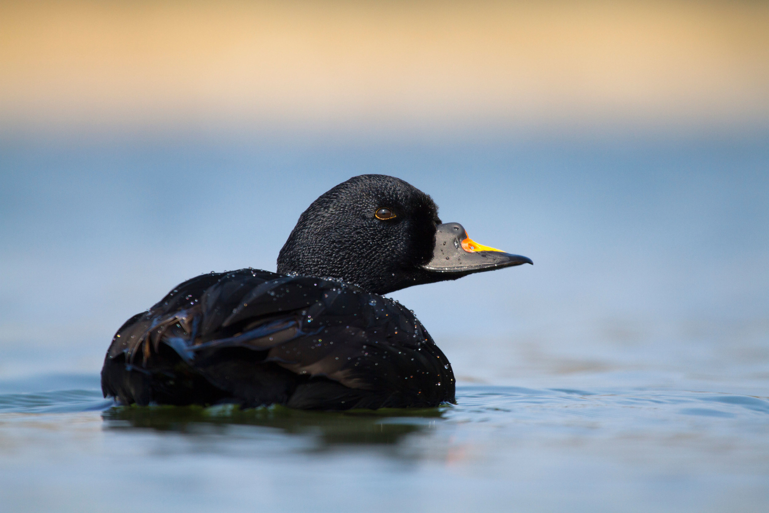 Male Common Scoter