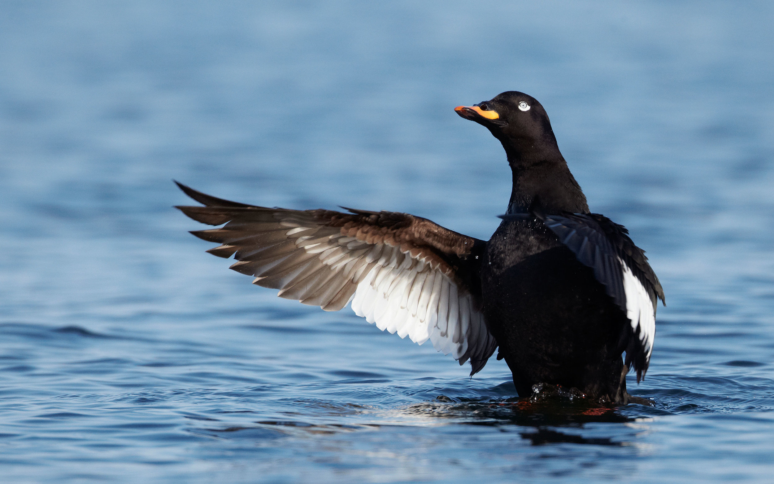 Male Velvet Scoter