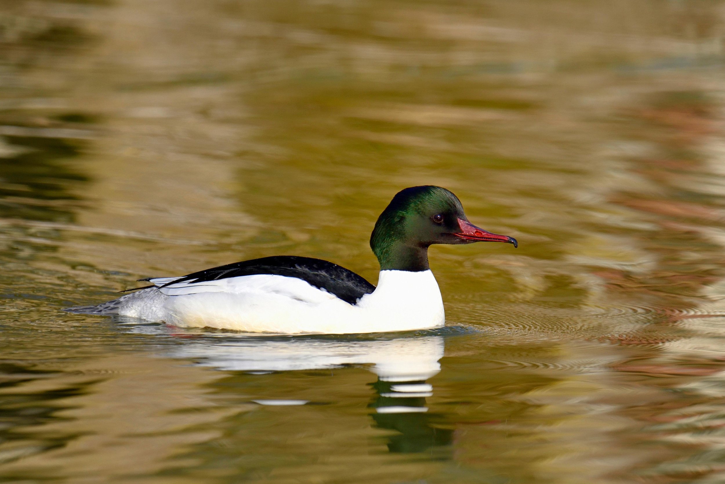 Male Goosander