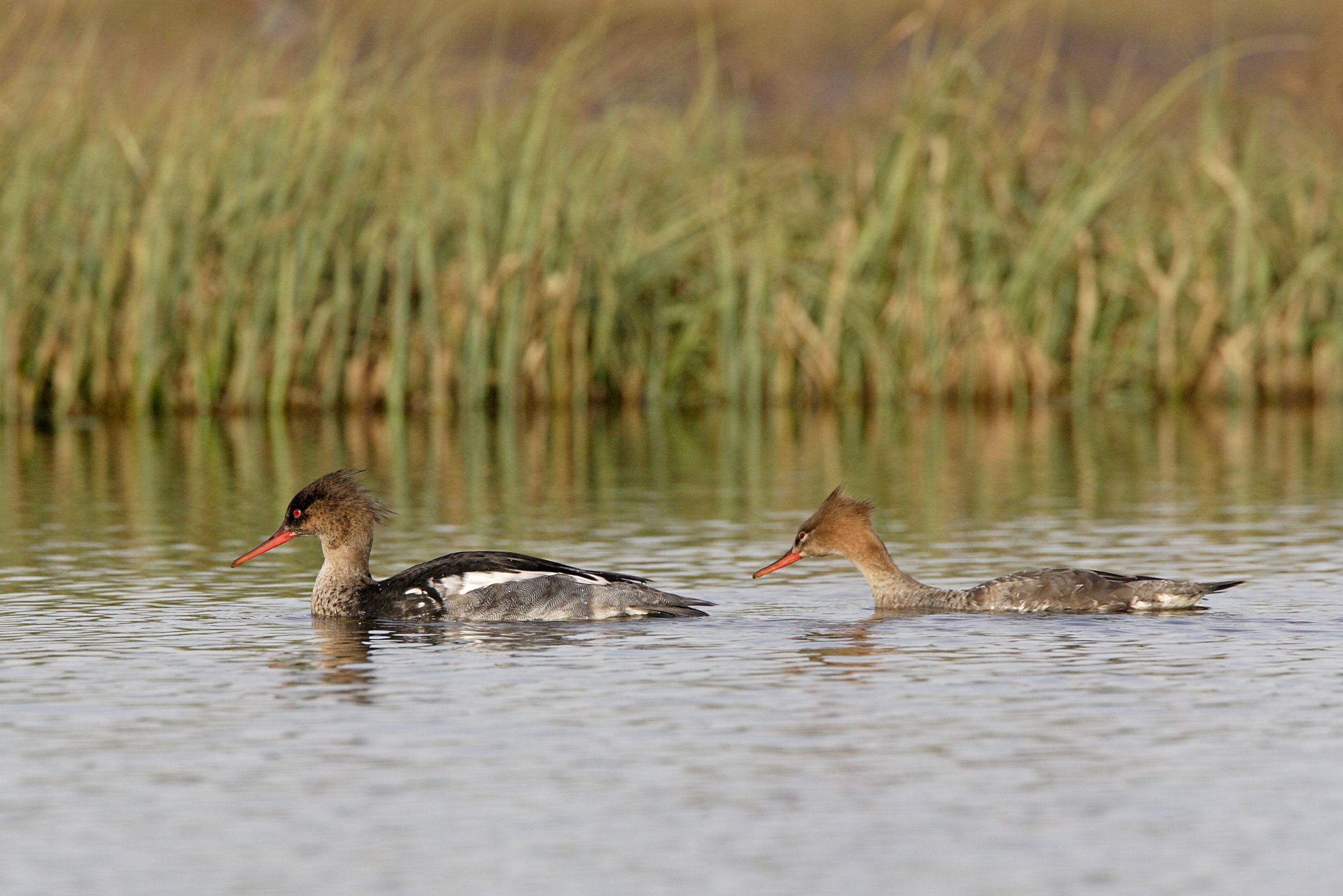 Male (moulting, left) and female Red-breasted Mergansers