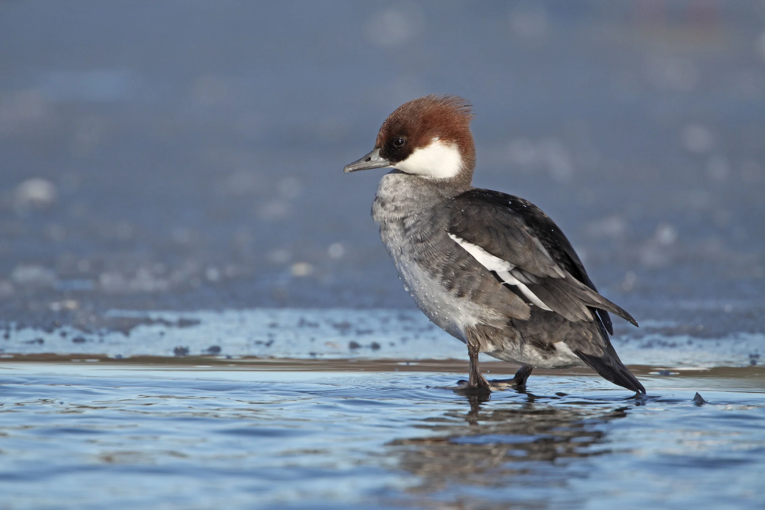 Female ('redhead') Smew