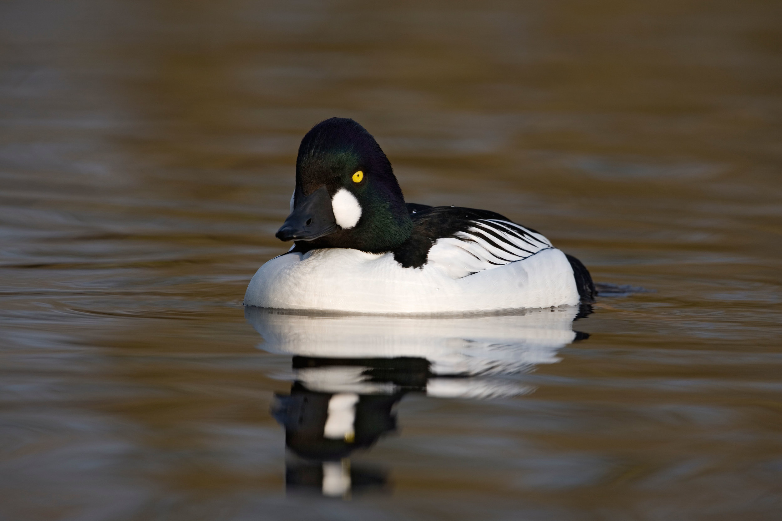 Male Goldeneye