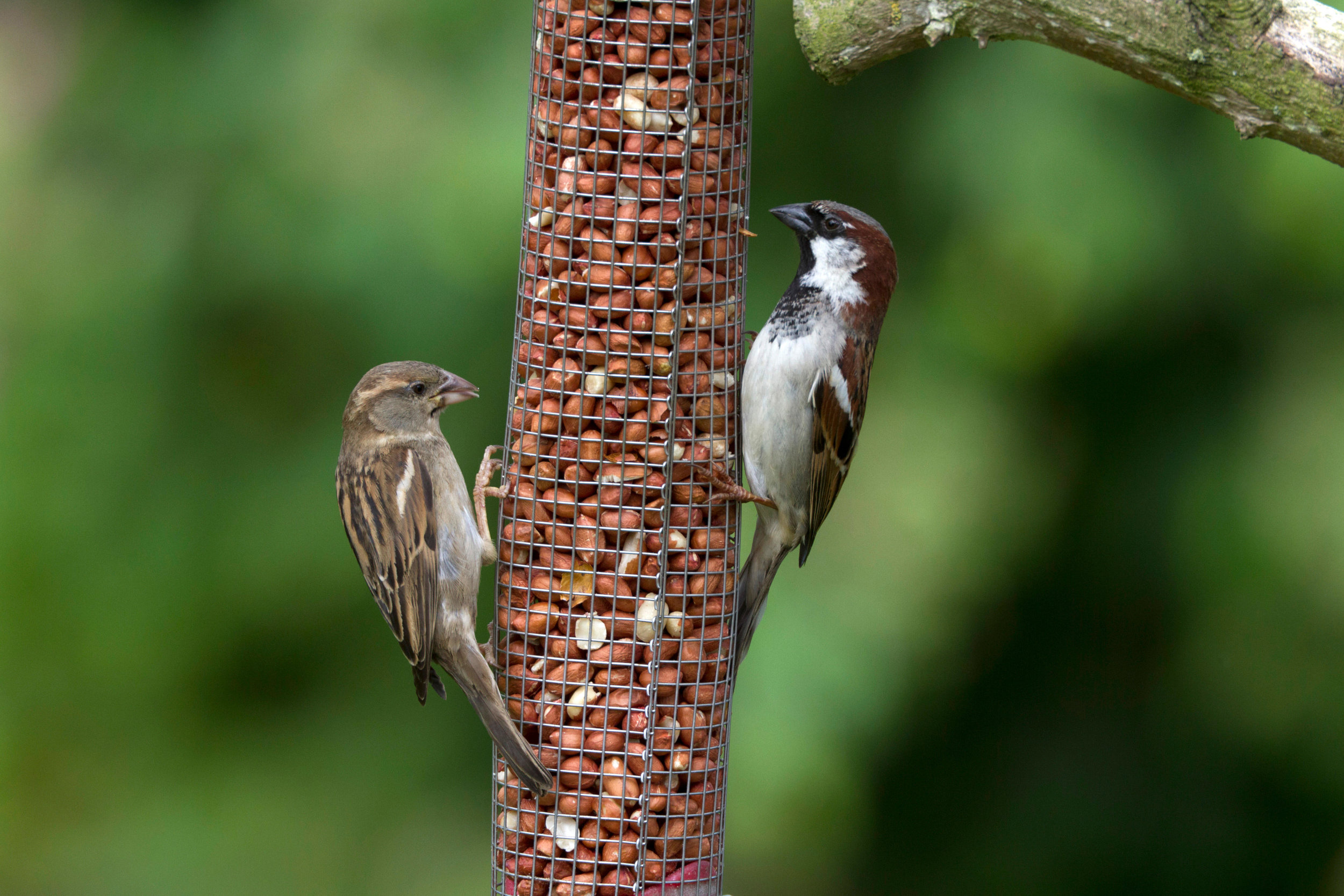 Female (left) and male (right) House Sparrow