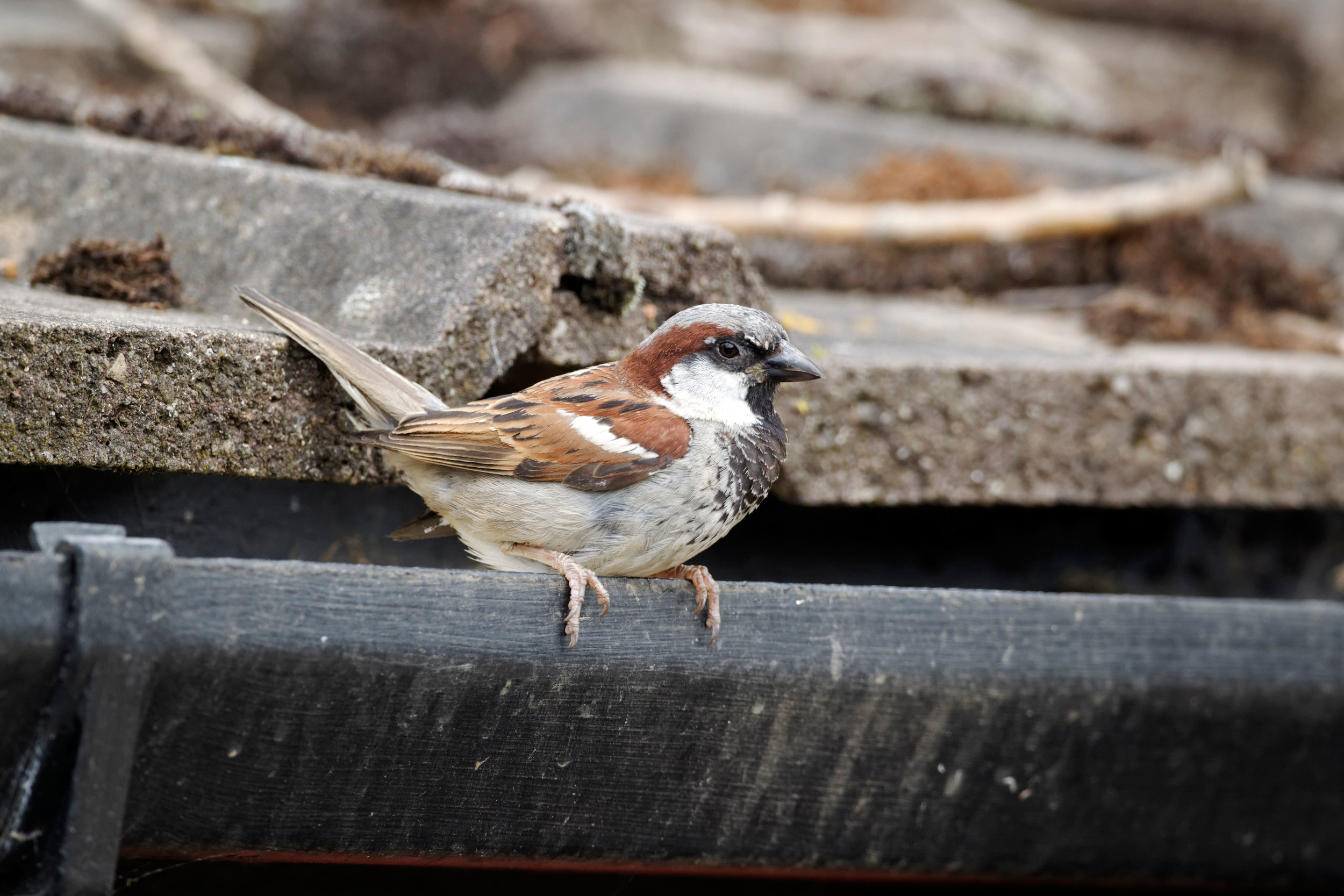 Male House Sparrow