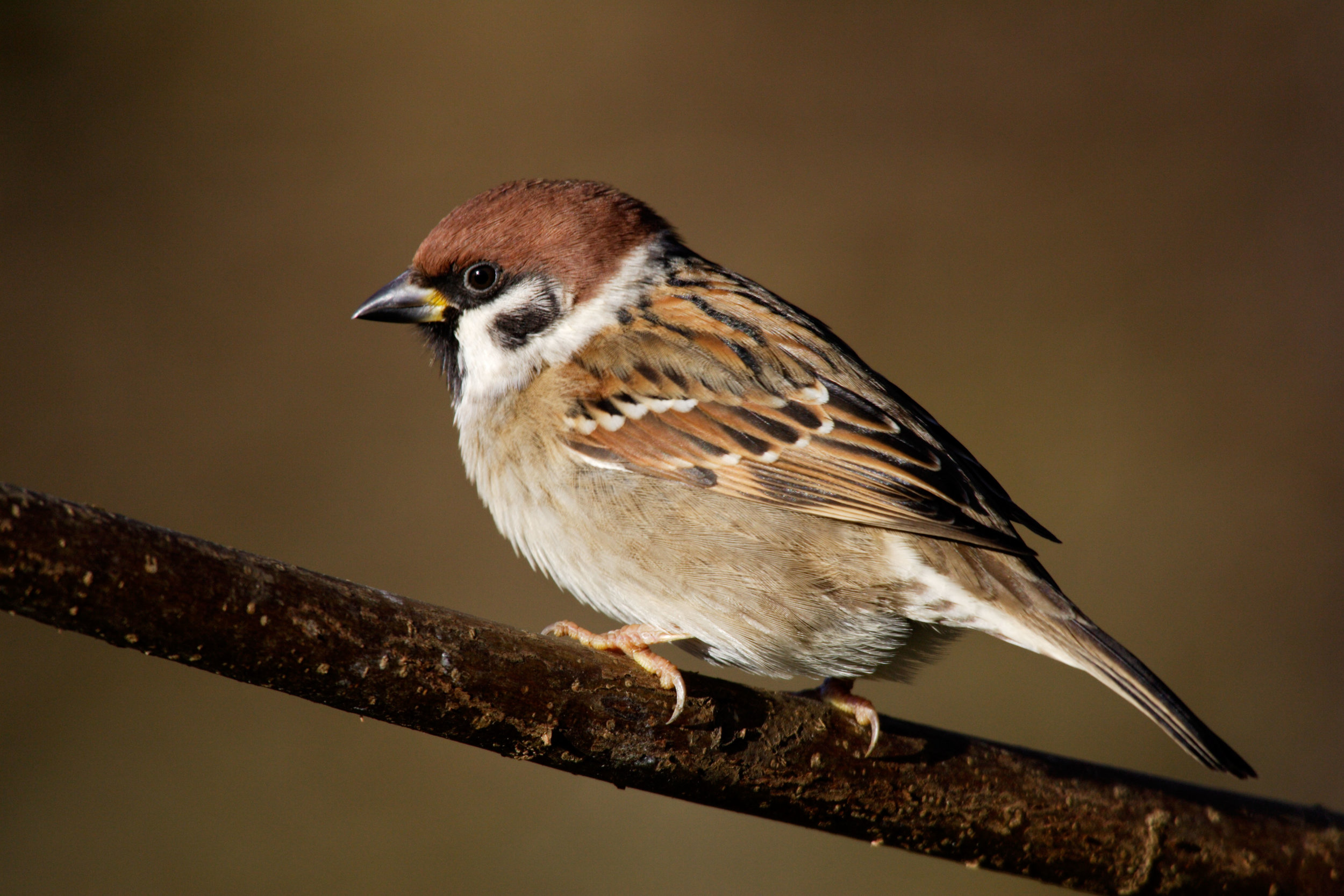 Tree Sparrow (males and females are not distinguishable in the field)