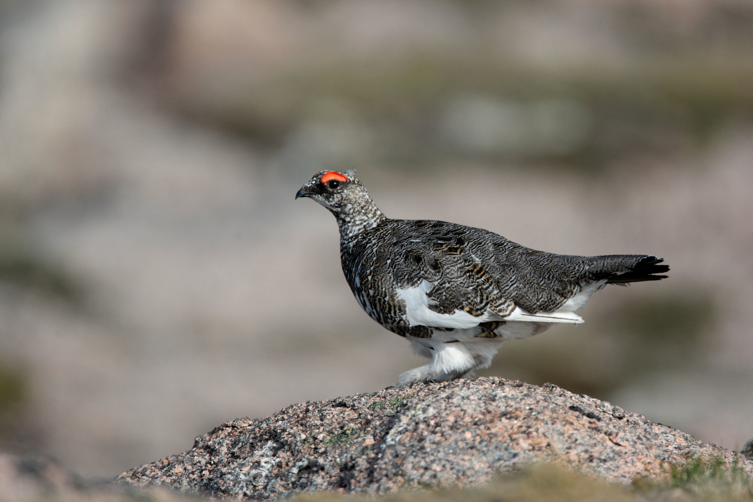Male Ptarmigan in spring