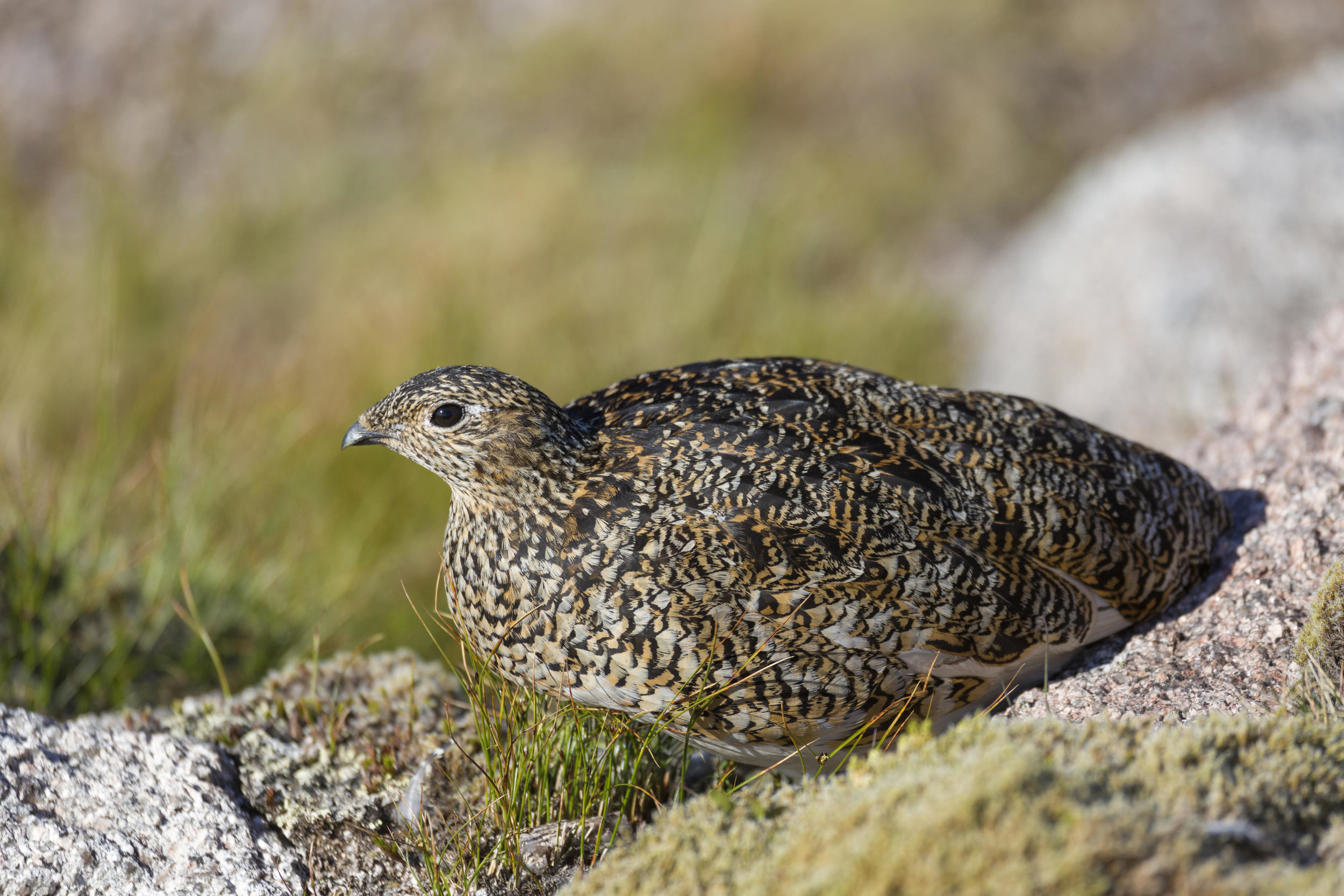 Female Ptarmigan in summer