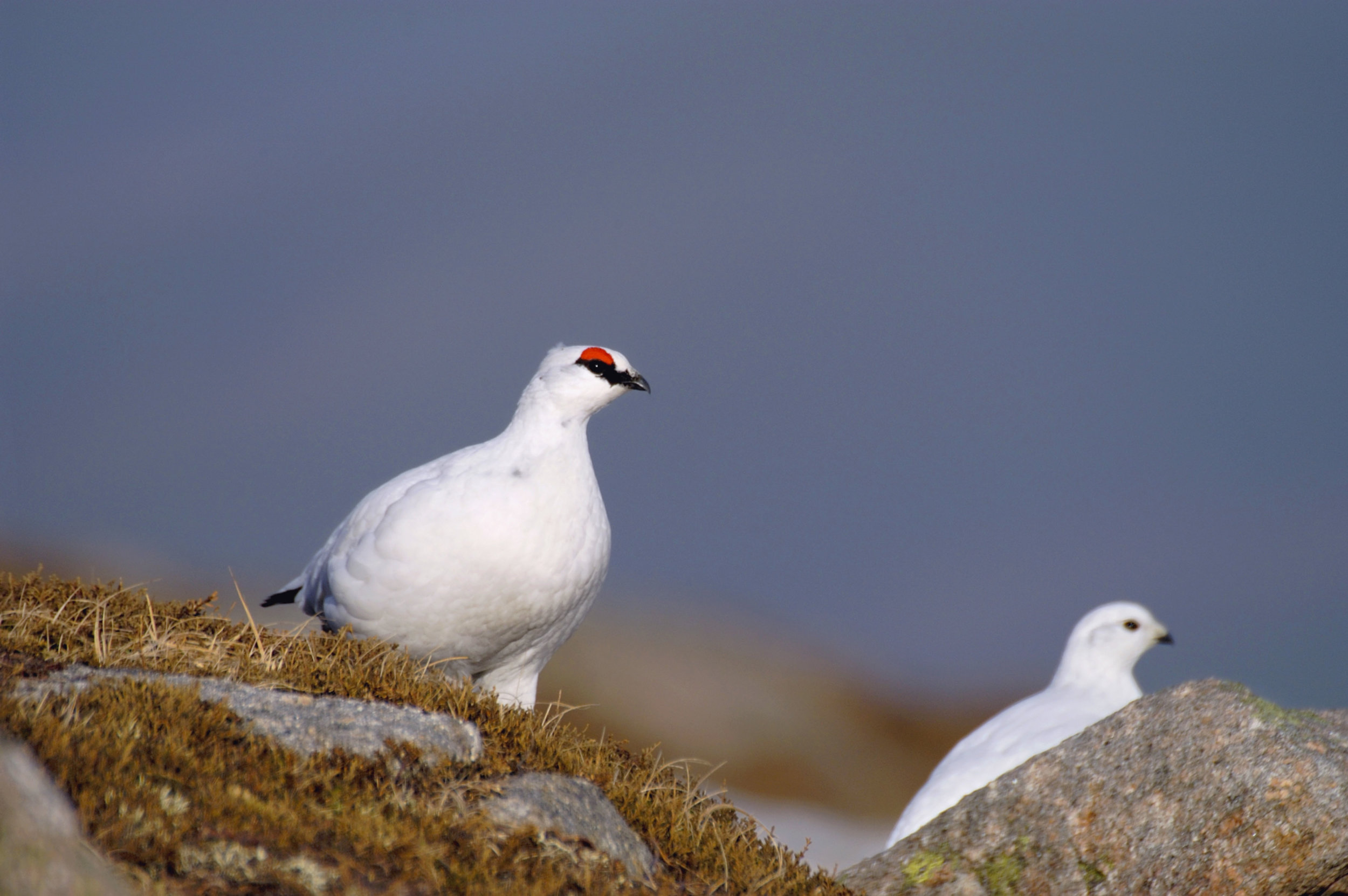 Male (left) and female (right) Ptarmigan