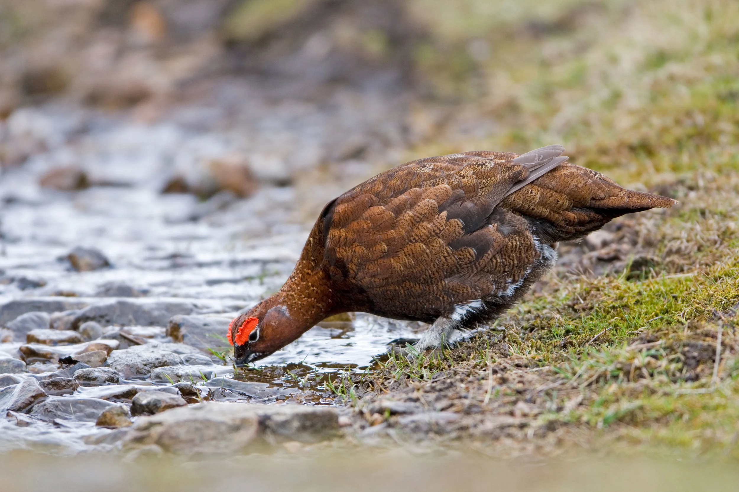 Male Red Grouse