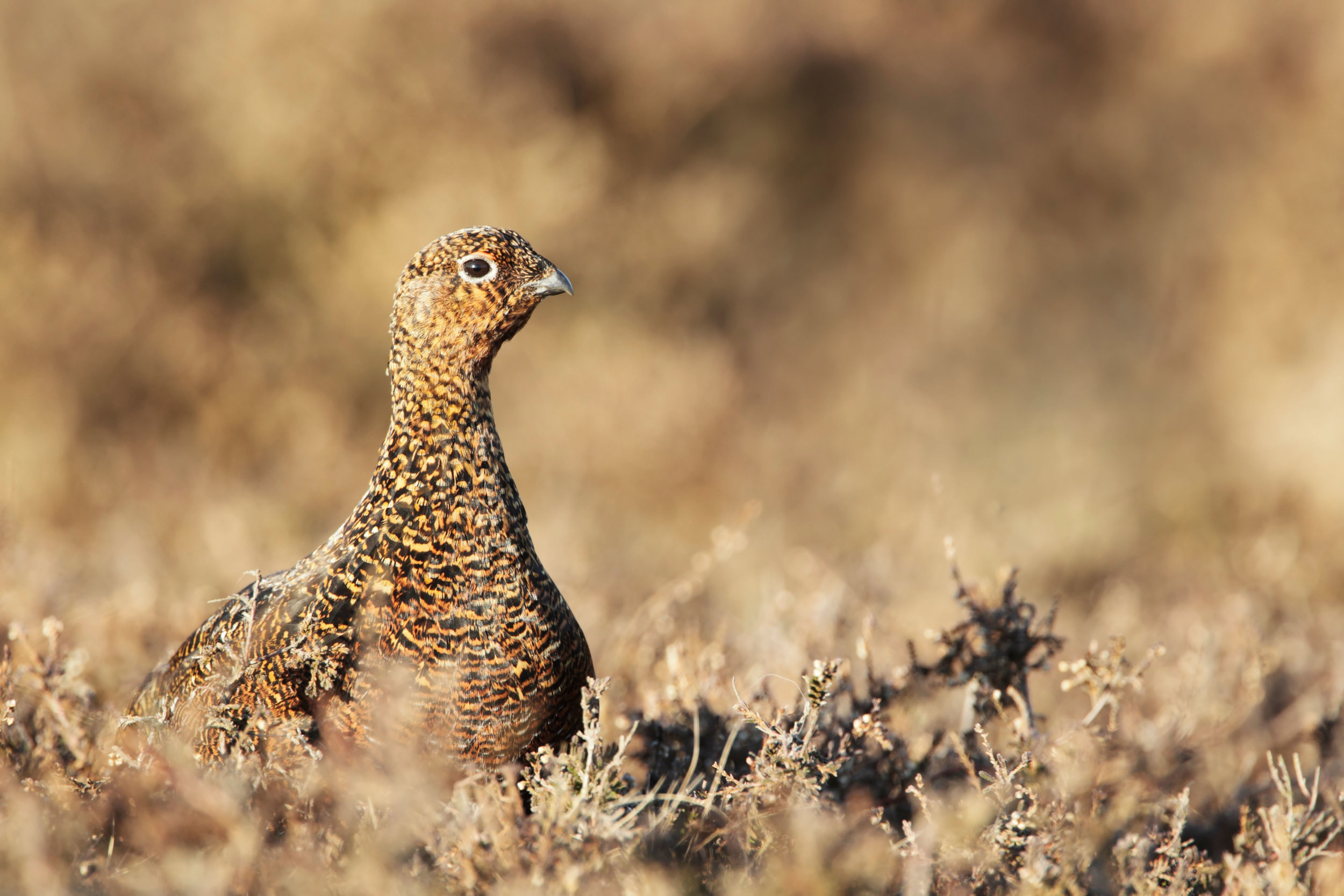 Female Red Grouse