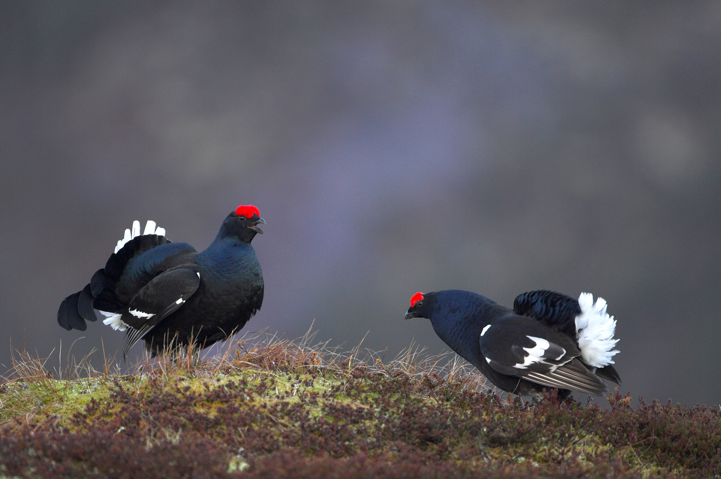 Male Black Grouse lekking