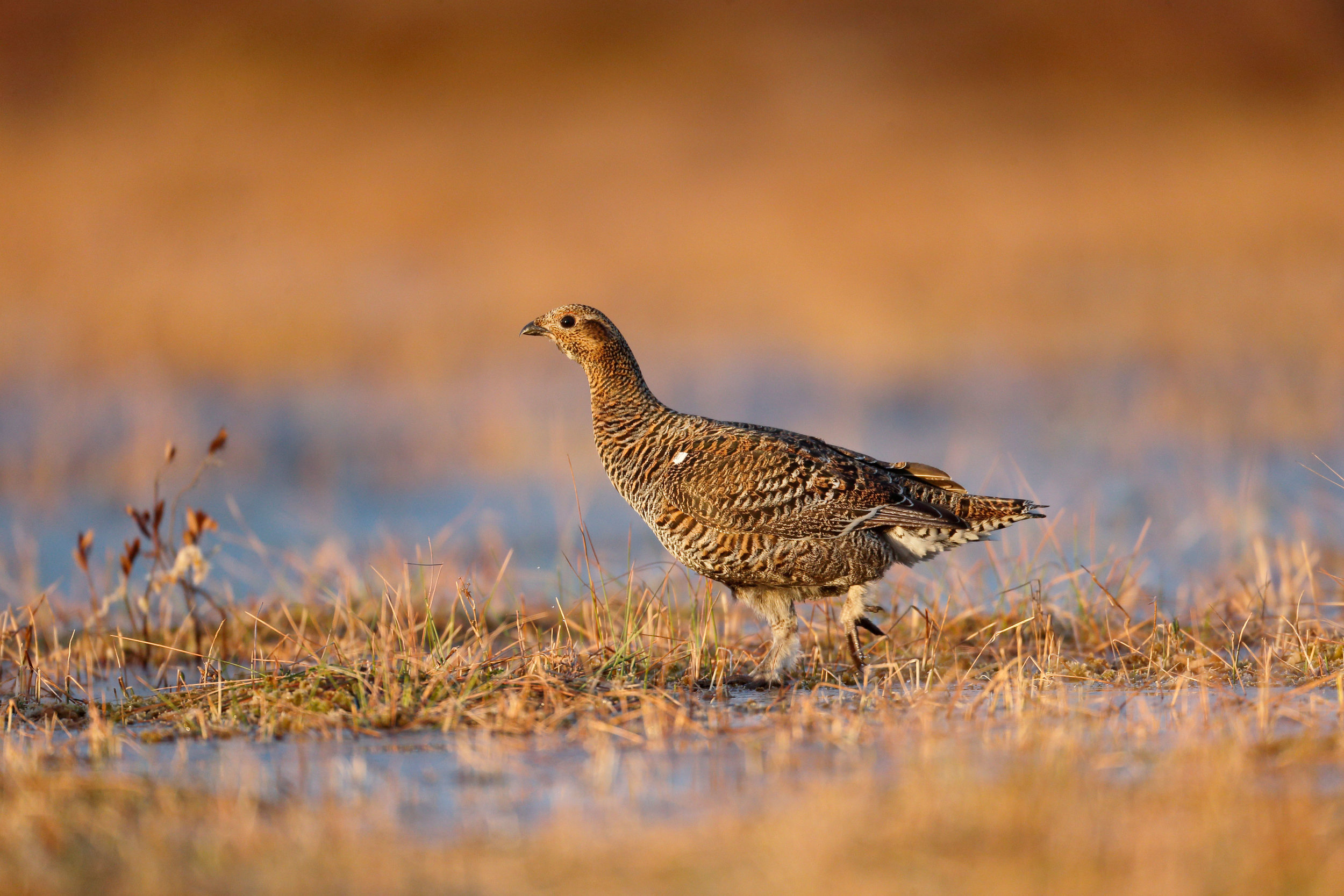 Female Black Grouse (Greyhen)