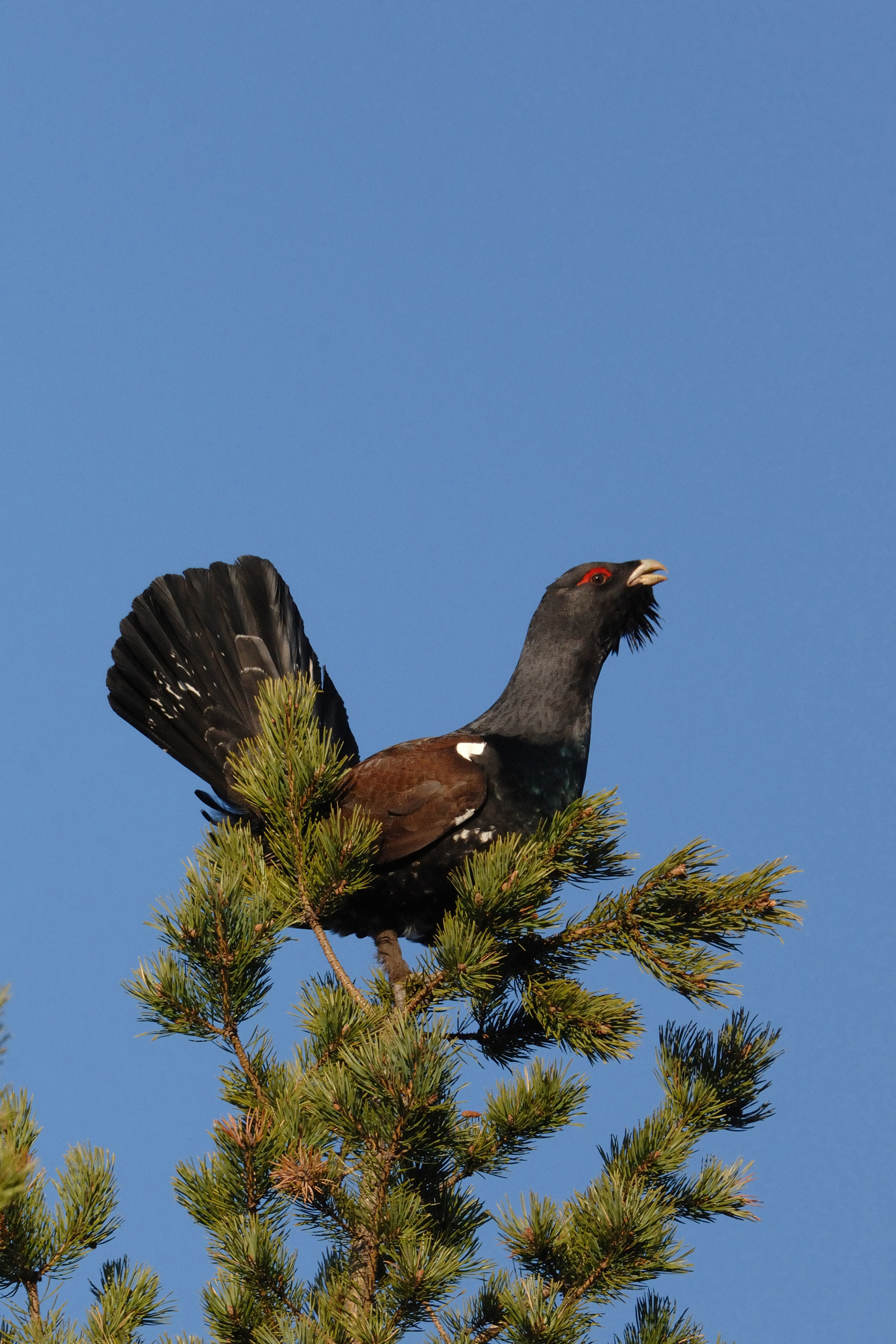 Male Capercaillie