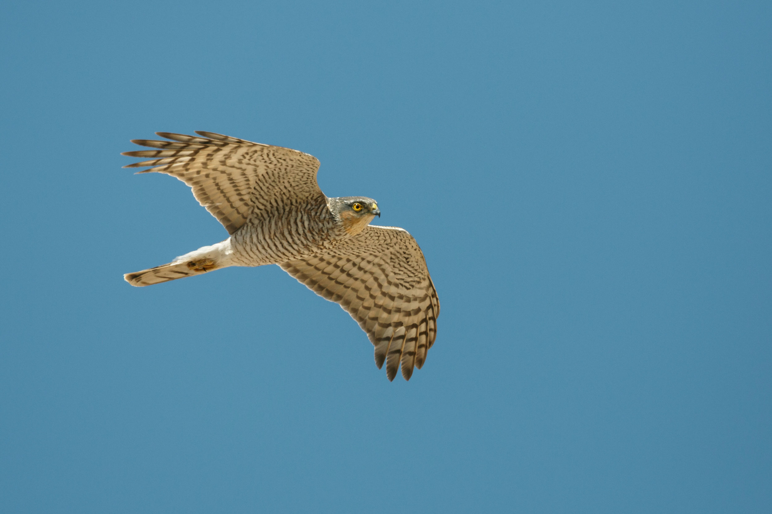 Male Sparrowhawk
