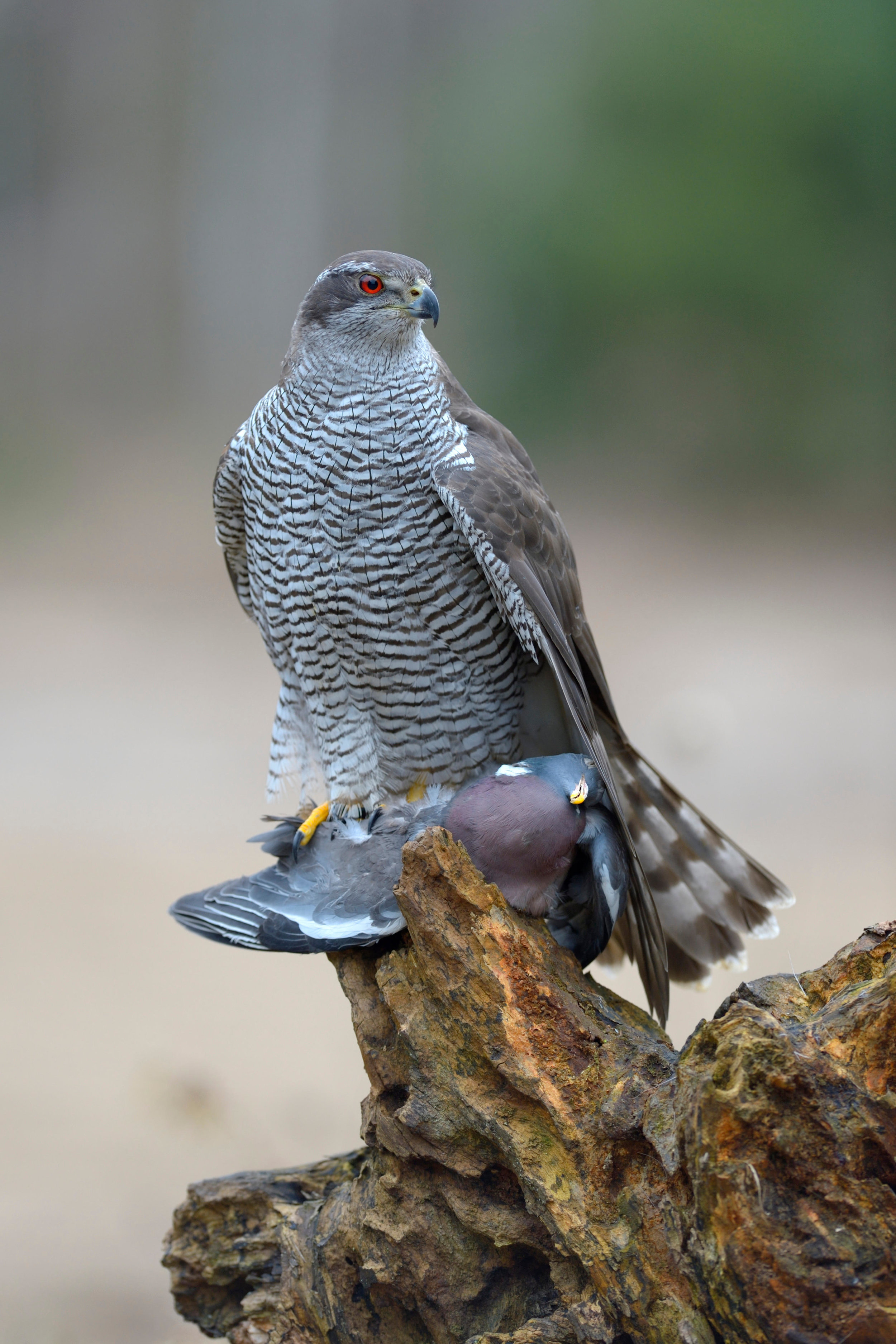 Goshawk with Woodpigeon (note the massive size of the hawk)
