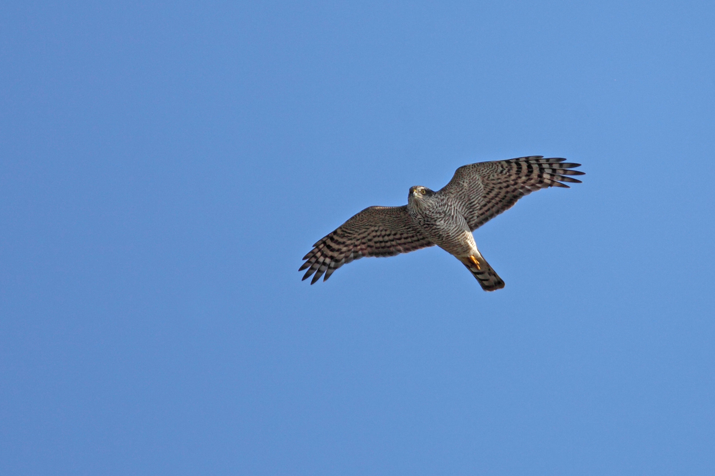 Goshawk