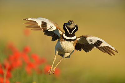 Pic: Steve West