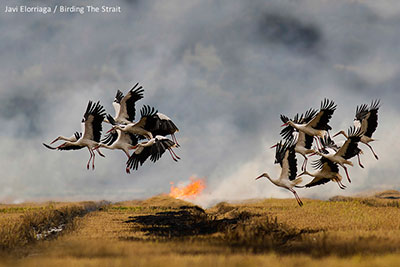 Pic: Javier Elorriaga