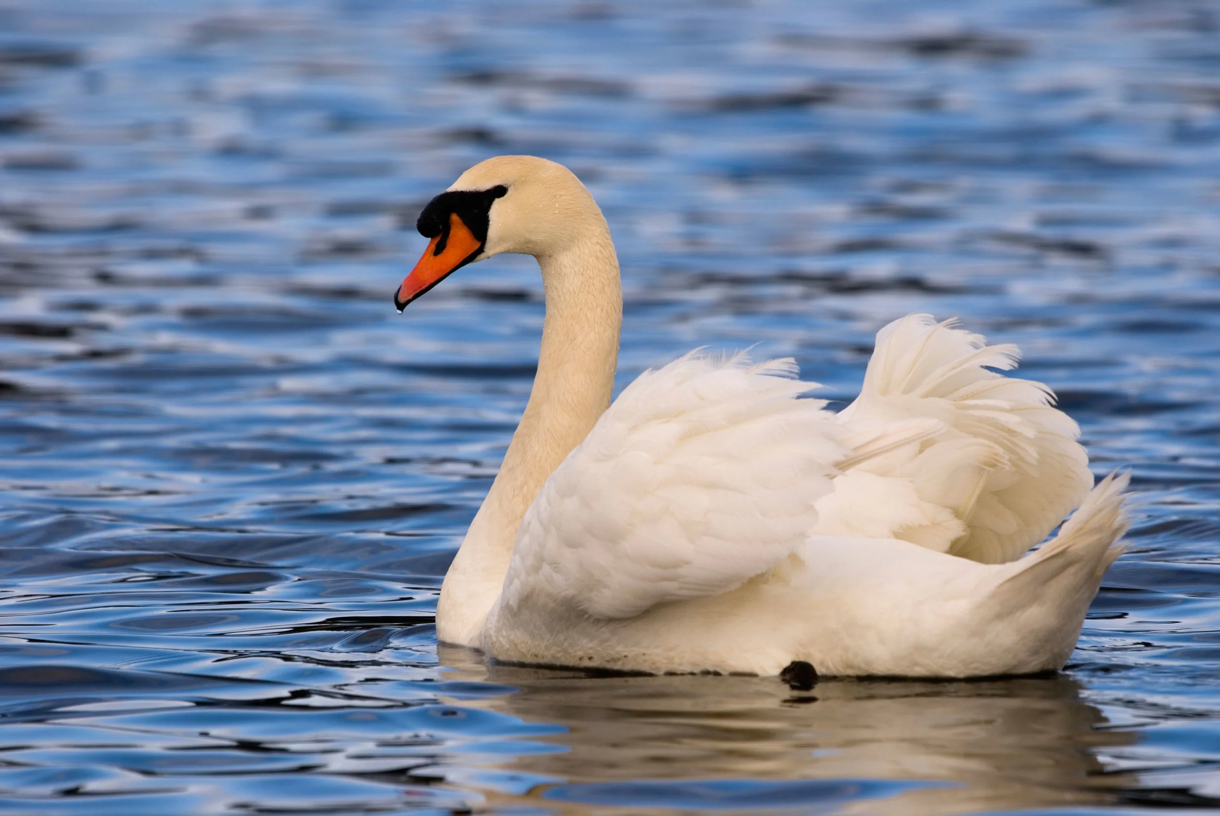 Adult Mute Swan