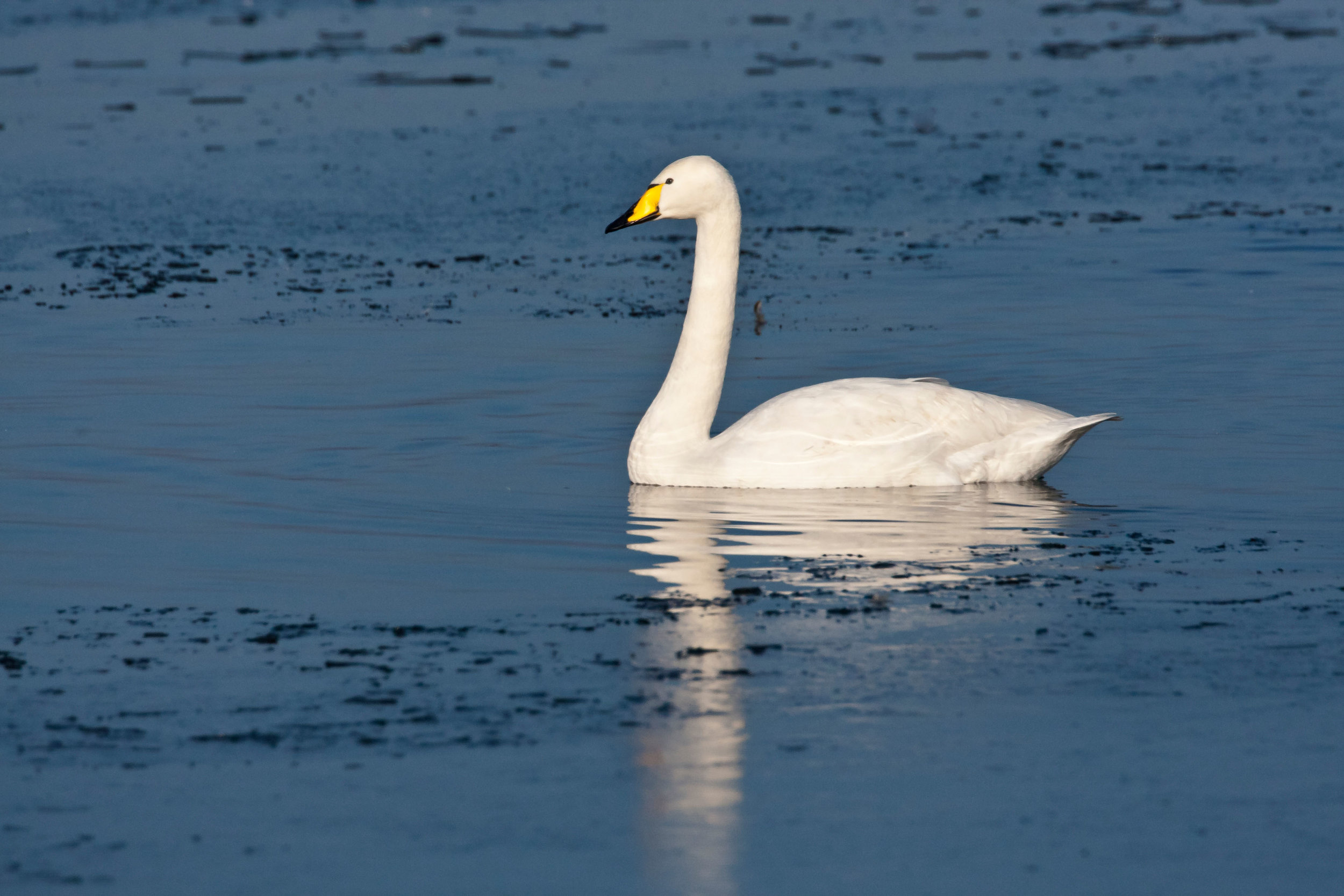 Adult Whooper Swan
