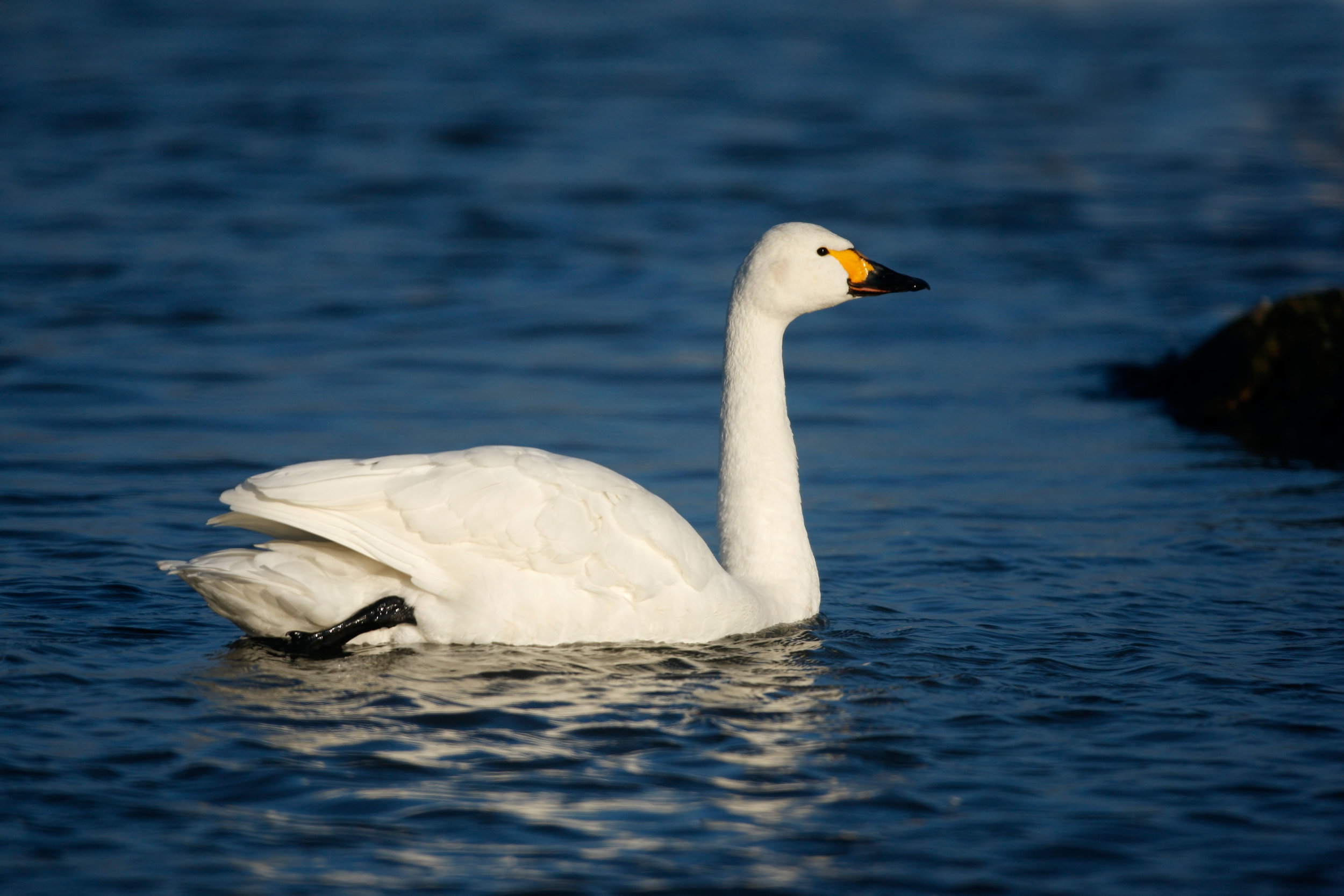 Adult Bewick's Swan